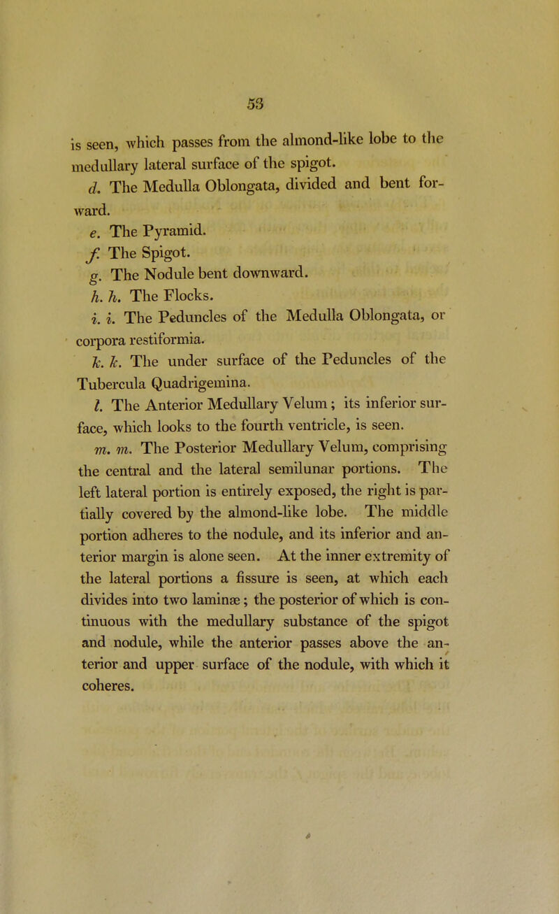 is seen, which passes from the almond-hke lobe to the medullary lateral surface of the spigot. d. The Medulla Oblongata, divided and bent for- ward. e. The Pyramid. / The Spigot. g. The Nodule bent downward. h. h. The Flocks. i. i. The Peduncles of the Medulla Oblongata, or corpora restiformia. Jc. k. The under surface of the Peduncles of the Tubercula Quadrigemina. h The Anterior Medullary Velum; its inferior sur- face, which looks to the fourth ventricle, is seen. m, 771. The Posterior Medullary Velum, comprising the central and the lateral semilunar portions. The left lateral portion is entirely exposed, the right is par- tially covered by the almond-like lobe. The middle portion adheres to the nodule, and its inferior and an- terior margin is alone seen. At the inner extremity of the lateral portions a fissure is seen, at which each divides into two laminae; the posterior of which is con- tinuous with the meduUary substance of the spigot and nodule, while the anterior passes above the an- terior and upper surface of the nodule, with which it coheres.