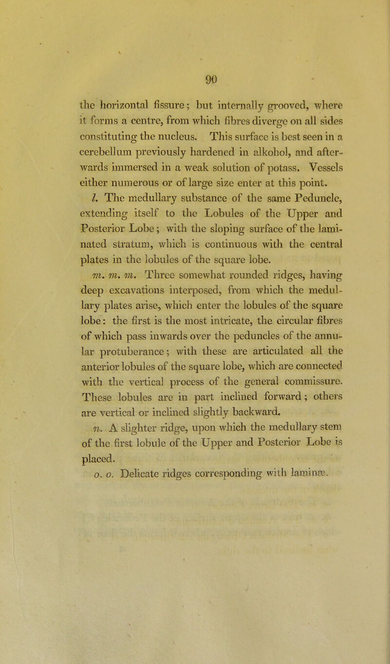 the horizontal fissure; but internally gi*ooved, where it forms a centre, from which fibres diverge on all sides constituting the nucleus. This surface is best seen in a cerebellum previously hardened in alkohol, and after- wards immersed in a weak solution of potass. Vessels either numerous or of large size enter at this point. /. The medullary substance of the same Peduncle, extending itself to the Lobules of the Upper and Posterior Lobe; with the sloping surface of the lami- nated stratum, which is continuous with the central plates in the lobules of the square lobe. m. m, 7Ji. Three somewhat rounded ridges, having deep excavations interposed, from which the medul- lary plates arise, which enter the lobules of the square lobe: the first is the most intricate, the circular fibres of which pass inwards over the peduncles of the annu- lar protuberance; with these are articulated all the anterior lobules of the square lobe, which are connected with the vertical process of the general commissure. These lobules are in part inclined forward; others are vertical or inclined slightly backward. n. A slighter ridge, upon which the medullary stem of the first lobule of the Upper and Posterior Lobe is placed. 0. o. Delicate ridges corresponding with laminee.