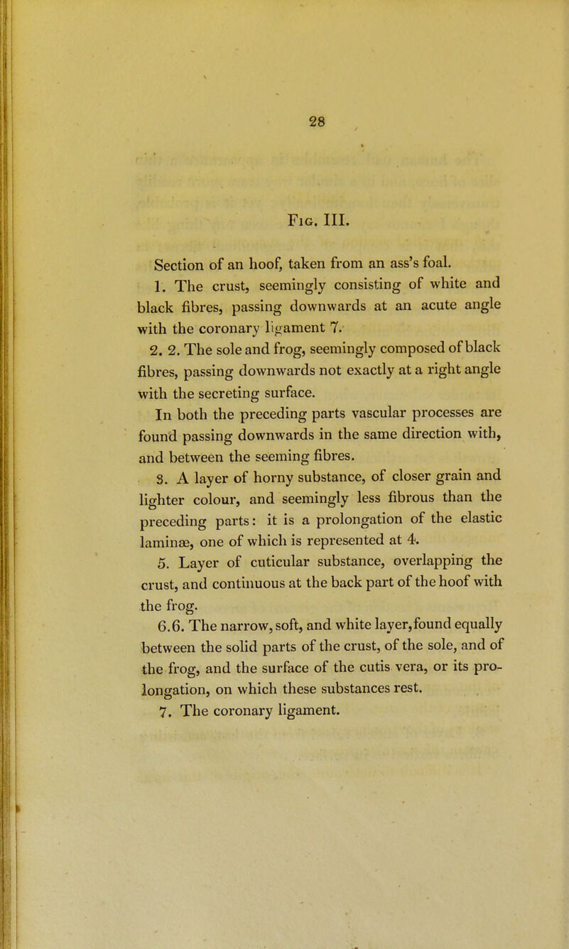 Fig. III. Section of an hoof, taken from an ass's foal. 1. The crust, seemingly consisting of white and black fibres, passing downwards at an acute angle with the coronary ligament 7. 2. 2. The sole and frog, seemingly composed of black fibres, passing downwards not exactly at a right angle with the secreting surface. In both the preceding parts vascular processes are found passing downwards in the same direction with, and between the seeming fibres. S. A layer of horny substance, of closer grain and lighter colour, and seemingly less fibrous than the preceding parts: it is a prolongation of the elastic laminae, one of which is represented at 4. 5. Layer of cuticular substance, overlapping the crust, and continuous at the back part of the hoof with the frog. 6.6. The narrow, soft, and white layer,found equally between the sohd parts of the crust, of the sole, and of the frog, and the surface of the cutis vera, or its pro- longation, on which these substances rest. 7. The coronary ligament.