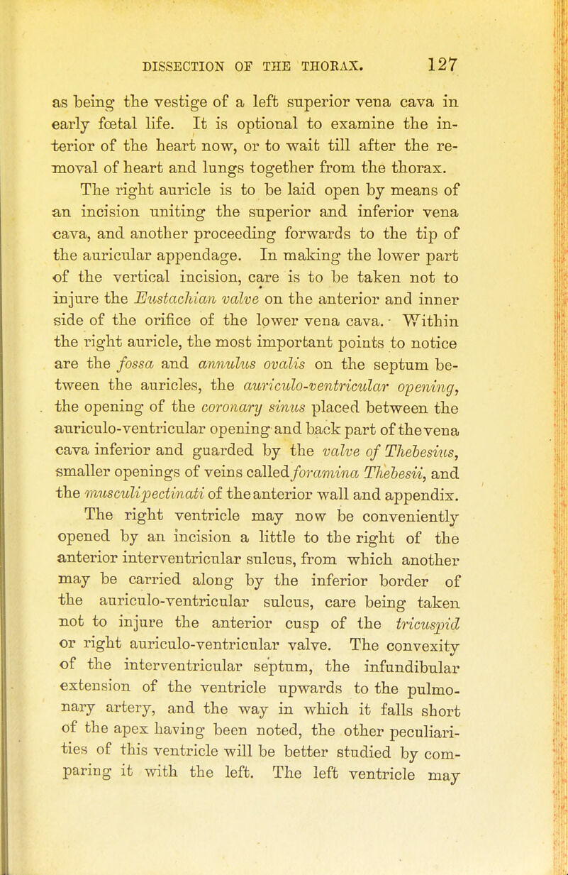 as being the vestige of a left superior vena cava in early foetal life. It is optional to examine the in- terior of the heart now, or to wait till after the re- moval of heart and lungs together from the thorax. The right auricle is to be laid open by means of an incision uniting the superior and inferior vena cava, and another proceeding forwards to the tip of the auricular appendage. In making the lower part of the vertical incision, care is to be taken not to injure the EustacJiian valve on the anterior and inner side of the orifice of the lower vena cava. ■ Within the right auricle, the most important points to notice are the fossa and annulus ovalis on the septum be- tween the auricles, the auriculo-ventricular openi7ig, the opening of the coronary sinus placed between the anriculo-ventricular opening and back part of the vena cava inferior and guarded by the valve of Thehesms^ smaller openings of veins called/oramma TJiebesii, and the musculipectinati of the anterior wall and appendix. The right ventricle may now be conveniently opened by an incision a little to the right of the anterior interventricular sulcus, from which another may be carried along by the inferior border of the auriculo-ventricular sulcus, care being taken not to injure the anterior cusp of the tricuspid or right auriculo-ventricular valve. The convexity of the interventricular septum, the infundibular extension of the ventricle upwards to the pulmo- nary artery, and the way in which it falls short of the apex having been noted, the other peculiari- ties of this ventricle will be better studied by com- paring it with the left. The left ventricle may