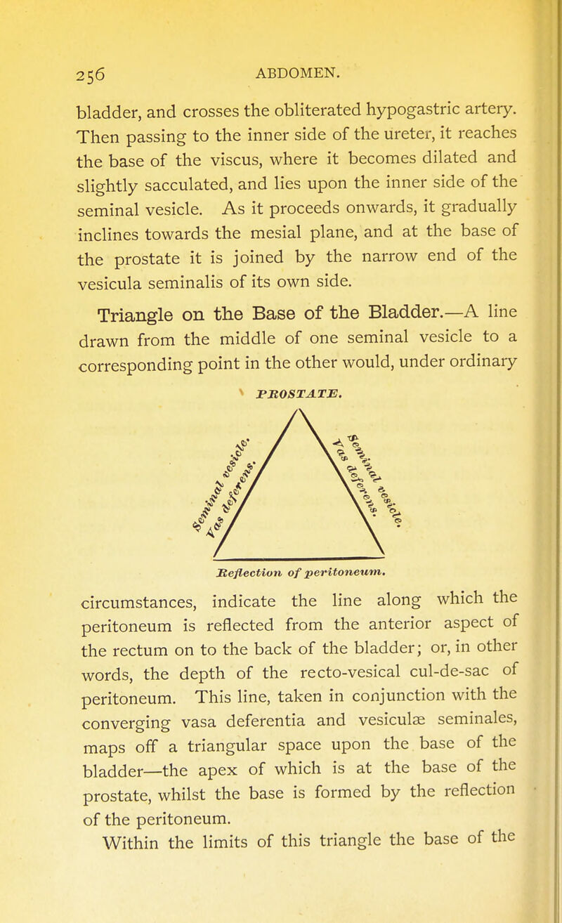 bladder, and crosses the obliterated hypogastric artery. Then passing to the inner side of the ureter, it reaches the base of the viscus, where it becomes dilated and slightly sacculated, and lies upon the inner side of the seminal vesicle. As it proceeds onwards, it gradually inclines towards the mesial plane, and at the base of the prostate it is joined by the narrow end of the vesicula seminalis of its own side. Triangle on the Base of the Bladder.—A line drawn from the middle of one seminal vesicle to a corresponding point in the other would, under ordinary ^ JPMOSTATJE. Jteflection of peritoneum. circumstances, indicate the line along which the peritoneum is reflected from the anterior aspect of the rectum on to the back of the bladder; or, in other words, the depth of the recto-vesical cul-de-sac of peritoneum. This line, taken in conjunction with the converging vasa deferentia and vesiculse seminales, maps off a triangular space upon the base of the bladder—the apex of which is at the base of the prostate, whilst the base is formed by the reflection of the peritoneum. Within the limits of this triangle the base of the