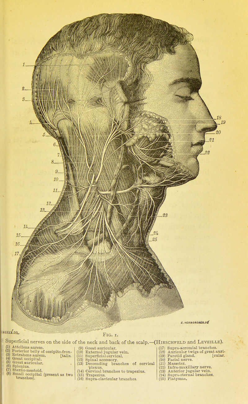 Fig. Superficial nerves on the side of the neck and back of the scalp.- (1) Attollens aurein. (2) Posterior belly of occipitofron- tal Retrahens aureiu. [talis (4) Great occipital. (5) Great auricular. (61 Splenius. (7) Stenlo-mastoid. (8) Small occipital (present as two branches). (9) Great auricular. (10) External jugular vein. (11) Superficial cervical. (12) Spinal accessory. (13) Descending branches of cervical plexus. 14) Cervical branches to trapezius. 15) Trapezius. (16) Supra-clavicular branches. (Hirschfeld and Leveille). (17) Supra-acrouiial branches. (18) Auricular twigs of great auri- (19) Parotid gland. [cular. 20) Facial nerve. (21) Masseter. (22) Infra-maxillary nerve. (23) Anterior jugular vein. (24) Supra-sternal branches. (25) Platysma.