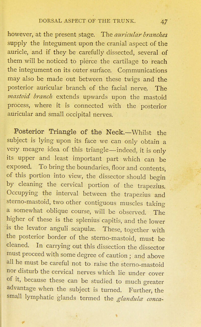 however, at the present stage. The auricular branches supply the integument upon the cranial aspect of the auricle, and if they be carefully dissected, several of them will be noticed to pierce the cartilage to reach the integument on its outer surface. Communications may also be made out between these twigs and the posterior auricular branch of the facial nerve. The mastoid branch extends upwards upon the mastoid process, where it is connected with the posterior auricular and small occipital nerves. Posterior Triangle of the Neck.—Whilst the subject is lying upon its face we can only obtain a very meagre idea of this triangle—indeed, it is only its upper and least important part which can be exposed. To bring the boundaries, floor and contents, of this portion into view, the dissector should begin by cleaning the cervical portion of the trapezius. Occupying the interval between the trapezius and sterno-mastoid, two other contiguous muscles taking a somewhat oblique course, will be observed. The higher of these is the splenius capitis, and the lower is the levator anguli scapulae. These, together with the posterior border of the sterno-mastoid, must be cleaned. In carrying out this dissection the dissector must proceed with some degree of caution ; and above all he must be careful not to raise the sterno-mastoid nor disturb the cervical nerves which lie under cover of it, because these can be studied to much greater advantage when the subject is turned. Further, the small lymphatic glands termed the glandules conca-