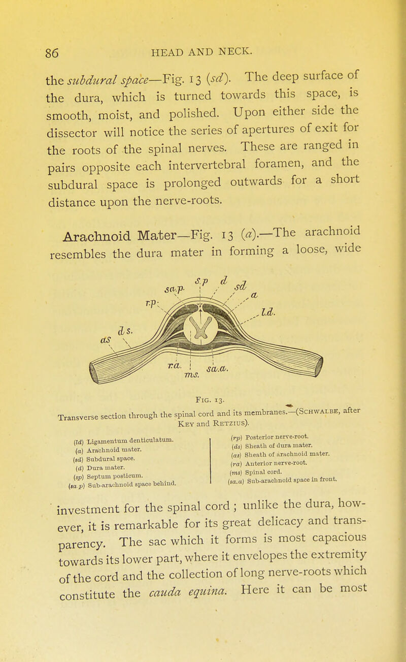 the subdural space—Fig. 13 (sd). The deep surface of the dura, which is turned towards this space, is smooth, moist, and polished. Upon either side the dissector will notice the series of apertures of exit for the roots of the spinal nerves. These are ranged in pairs opposite each intervertebral foramen, and the subdural space is prolonged outwards for a short distance upon the nerve-roots. Arachnoid Mater—Fig. 13 («).—The arachnoid resembles the dura mater in forming a loose, wide S.p d Fig. 13. Transverse section through the spinal cord and its membranes^ScHWALBE, after Key and Retzius). (Id) Ligamentum denticulatum. (a) Arachnoid mater. (sd) Subdural space. (d) Dura mater. (sp) Septum posticum. (sa p) Sub-araclmold space behind. (rp) Posterior nerve-root. (ds) Sheath of dura mater. (as) Sheath of arachnoid mater. (ra) Anterior nerve-root. (ins) Spinal cord. (sa.a) Sub-arachnoid space in front. investment for the spinal cord ; unlike the dura, how- ever, it is remarkable for its great delicacy and trans- parency. The sac which it forms is most capacious towards its lower part, where it envelopes the extremity of the cord and the collection of long nerve-roots which constitute the cauda equina. Here it can be most