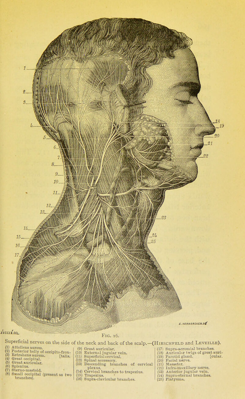 r ig. 10. Superficial nerves on the side of the neck and back of the scalp. (9) Great auricular. (1) Attollens aurein. (2) Posterior belly of occipito-fron- (3) Retrahens aurem. [talis (4) Great occipital. (5) Great auricular. (6) Splenius. (7) ~ Sterno-inastoid. ' (8) Small occipital (present as two branches). (10) External jugular vein. (11) Superficial cervical. (12) Spinal accessory. (13) Descending branches of cervical plexus. (14) Cervical branches to trapezius. (10) Trapezius. (16) Supra-clavicular branches. (Hirschfeld and Leveille). (17) Supra-acromial branches. (18) Auricular twigs of great auri- (19) Parotid gland. [cular. (20) Facial nerve. (21) Masseter. (22) lnfra-maxillary nerve. (23) Anterior jugular vein. (21) Supra-sternal branches. (20) l'latysma.