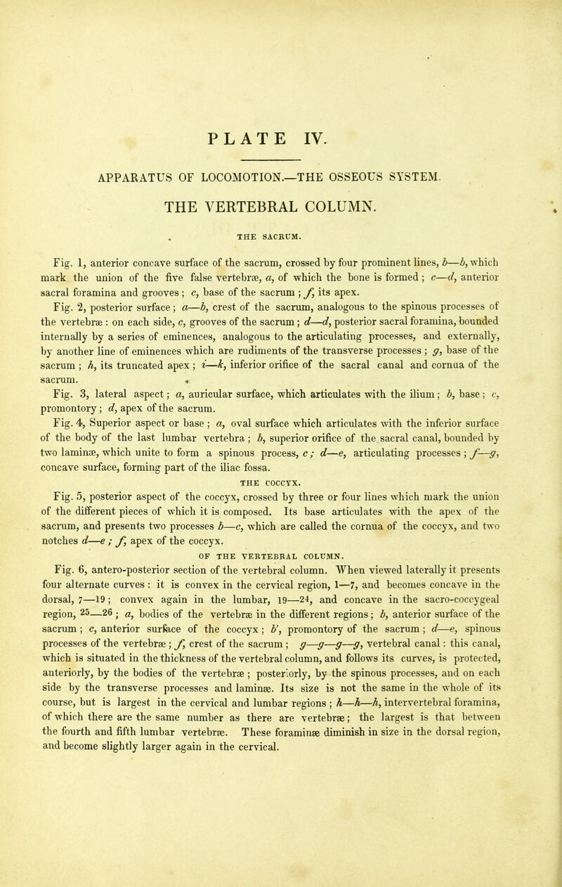 APPARATUS OF LOCOMOTION.—THE OSSEOUS SYSTEM. THE VERTEBRAL COLUMN. THE SACRUM. Fig. 1, anterior concave surface of the sacrum, crossed by four prominent lines, b—b, which mark the union of the five false vertebrae, a, of which the bone is formed; c—d, anterior sacral foramina and grooves ; c, base of the sacrum ; J, its apex. Fig. 2, posterior surface; a—b, crest of the sacrum, analogous to the spinous processes of the vertebrae : on each side, c, grooves of the sacrum ; d—d, posterior sacral foramina, bounded internally by a series of eminences, analogous to the articulating processes, and externally, by another line of eminences which are rudiments of the transverse processes ; g, base of the sacrum ; h, its truncated apex ; i—k, inferior orifice of the sacral canal and cornua of the sacmm. , Fig. 3, lateral aspect; a, auricular surface, which articulates with the ilium; b, base; c, promontory; d, apex of the sacrum. Fig. 4, Superior aspect or base ; a, oval surface which articulates with the inferior surface of the body of the last lumbar vertebra ; Z», superior orifice of the sacral canal, bounded by two laminae, which unite to form a spinous process, c ; d—e, articulating processes ; f-—g, concave surface, forming part of the iliac fossa. THE COCCYX. Fig. 5, posterior aspect of the coccyx, crossed by three or four lines which mark the union of the different pieces of which it is composed. Its base articulates with the apex of the sacrum, and presents two processes b—c, which are called the cornua of the coccyx, and two notches d—e ; apex of the coccyx. OF THE VERTEBRAL COLUMN. Fig. 6, antero-posterior section of the vertebral column. When viewed laterally it presents four alternate curves : it is convex in the cervical region, 1—7, and becomes concave in the dorsal, 7—19; convex again in the lumbar, 19—24, and concave in the sacro-coccygeal region, 25—26 ; a, bodies of the vertebrae in the different regions; b, anterior surface of the sacrum ; c, anterior surface of the coccyx ; b', promontory of the sacrum ; d—e, spinous processes of the vertebrae ; f, crest of the sacrum ; g—g—g—g, vertebral canal: this canal, which is situated in the thickness of the vertebral column, and follows its curves, is protected, anteriorly, by the bodies of the vertebrae ; posteriorly, by the spinous processes, and on each side by the transverse processes and laminae. Its size is not the same in the whole of its course, but is largest in the cervical and lumbar regions ; h—h—h, intervertebral foramina, of which there are the same number as there are vertebrae; the largest is that between the fourth and fifth lumbar vertebrae. These foraminae diminish in size in the dorsal region, and become slightly larger again in the cervical.