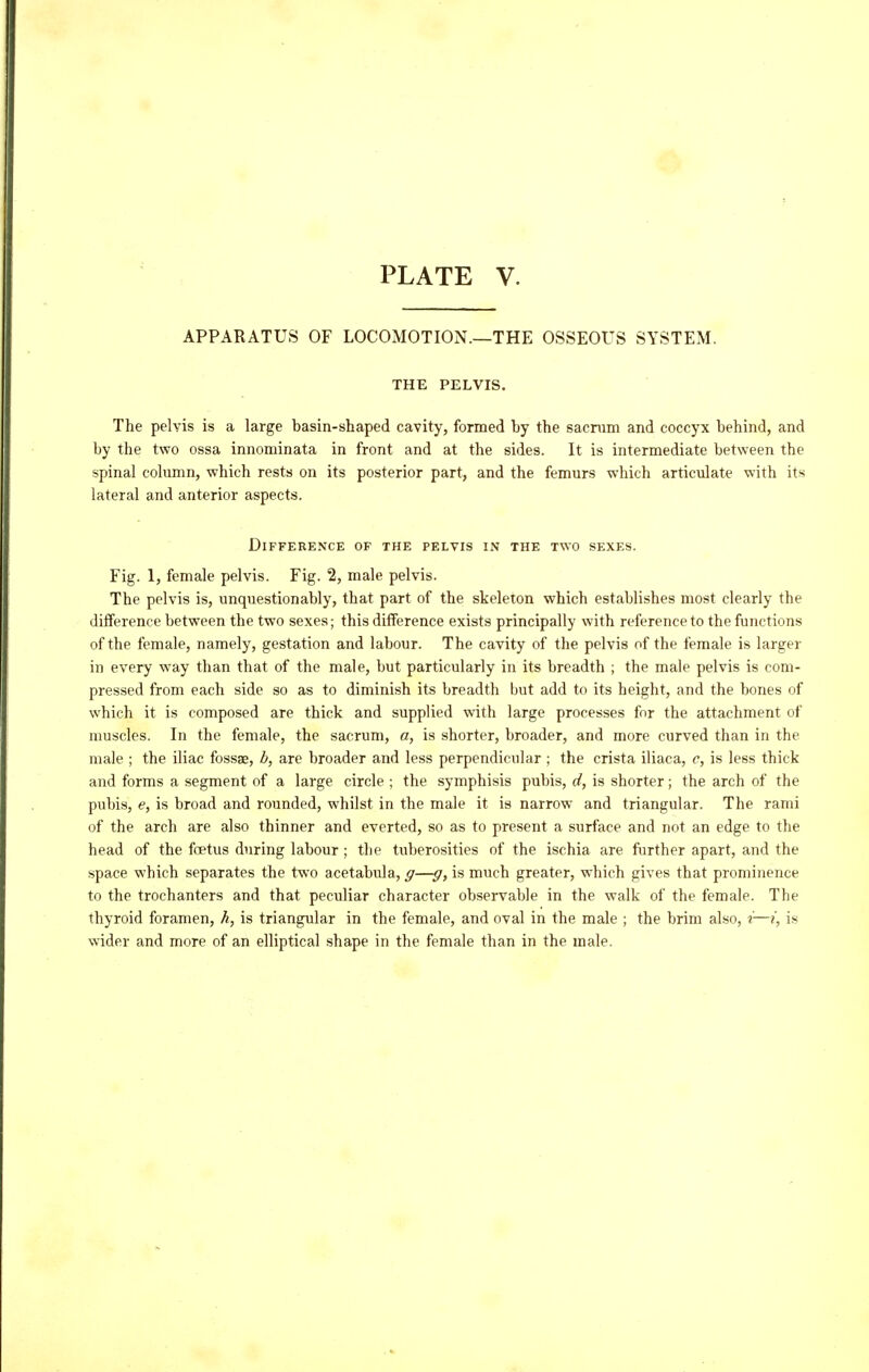 APPARATUS OF LOCOMOTION.—THE OSSEOUS SYSTEM. THE PELVIS. The pelvis is a large basin-shaped cavity, formed by the sacmm and coccyx behind, and by the two ossa innominata in front and at the sides. It is intermediate between the spinal column, which rests on its posterior part, and the femurs which articulate with its lateral and anterior aspects. Difference of the pelvis in the two sexes. Fig. 1, female pelvis. Fig. 2, male pelvis. The pelvis is, unquestionably, that part of the skeleton which establishes most clearly the difference between the two sexes; this difference exists principally with reference to the functions of the female, namely, gestation and labour. The cavity of the pelvis of the female is larger in every way than that of the male, but particularly in its breadth ; the male pelvis is com- pressed from each side so as to diminish its breadth but add to its height, and the bones of which it is composed are thick and supplied with large processes for the attachment of muscles. In the female, the sacrum, a, is shorter, broader, and more curved than in the male ; the iliac fossae, b, are broader and less perpendicular ; the crista iliaca, c, is less thick and forms a segment of a large circle ; the symphisis pubis, d, is shorter; the arch of the pubis, (?, is broad and rounded, whilst in the male it is narrow and triangular. The rami of the arch are also thinner and everted, so as to present a surface and not an edge to the head of the foetus during labour ; the tuberosities of the ischia are further apart, and the space which separates the two acetabula, g—g, is much greater, which gives that prominence to the trochanters and that peculiar character observable in the walk of the female. The thyroid foramen, h, is triangular in the female, and oval in the male ; the brim also, i—i, is wider and more of an elliptical shape in the female than in the male.