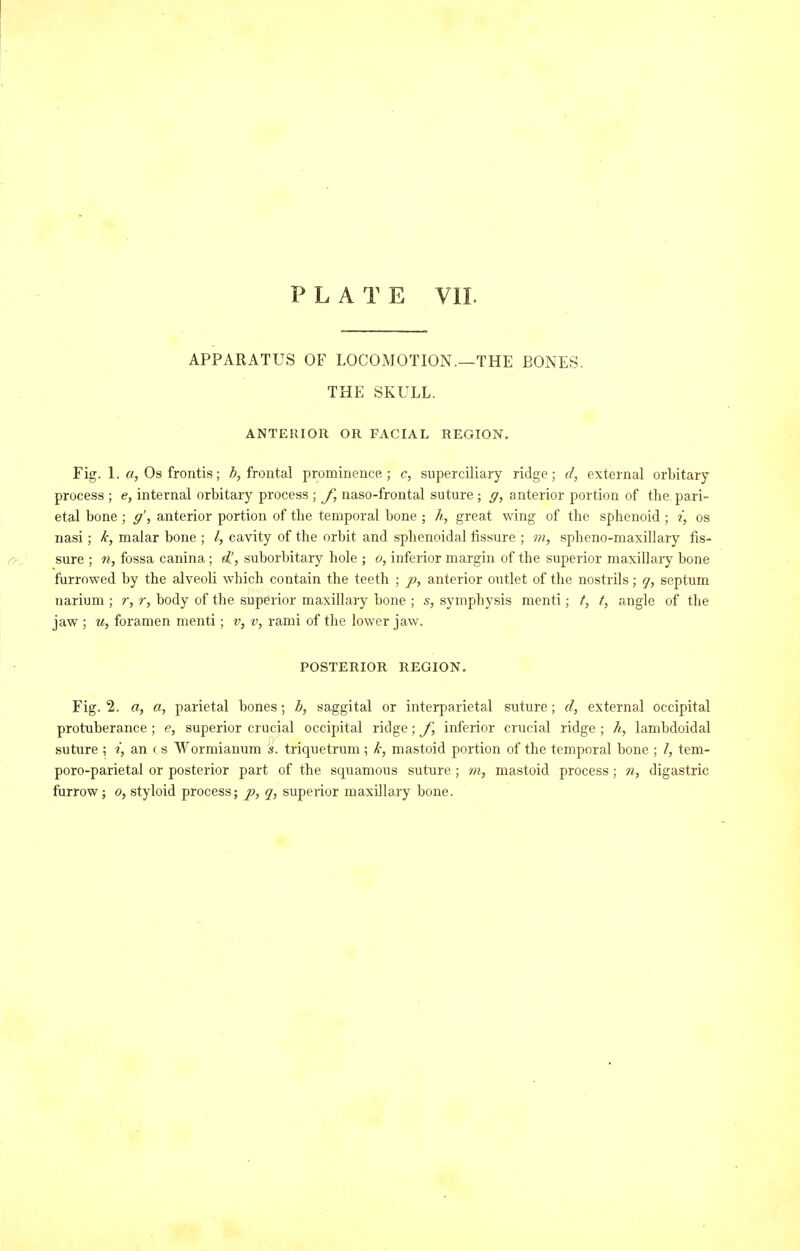 APPARATUS OF LOCOMOTION.—THE BONES. THE SKULL, ANTERIOR OR FACIAL REGION, Fig. L o, Os frontis; frontal prominence; c, superciliary ridge; d, external orbitary process ; e, internal orbitary process ; f, naso-frontal suture ; g, anterior portion of the pari- etal bone ; g', anterior portion of the temporal bone ; h, great wing of the sphenoid ; i, os nasi; k, malar bone ; /, cavity of the orbit and sphenoidal fissure ; m, spheno-maxillary fis- sure ; n, fossa canina; d!, suborbitary hole ; o, inferior margin of the superior maxillary bone furrowed by the alveoli which contain the teeth ; jw, anterior outlet of the nostrils; q, septum narium ; r, r, body of the superior maxillary bone ; s, symphysis menti; t, t, angle of the jaw ; u, foramen menti; v, v, rami of the lower jaw. POSTERIOR REGION. Fig. 2. a, a, parietal bones; b, saggital or interparietal suture; (/, external occipital protuberance ; e, superior cracial occipital ridge; J, inferior crucial ridge ; A, lambdoidal suture ; an f s Wormianum s. triquetrum; k, mastoid portion of the temporal bone ; /, tem- poro-parietal or posterior part of the squamous suture ; i>i, mastoid process; 7i, digastric furrow; o, styloid process; p, g, superior maxillary bone.