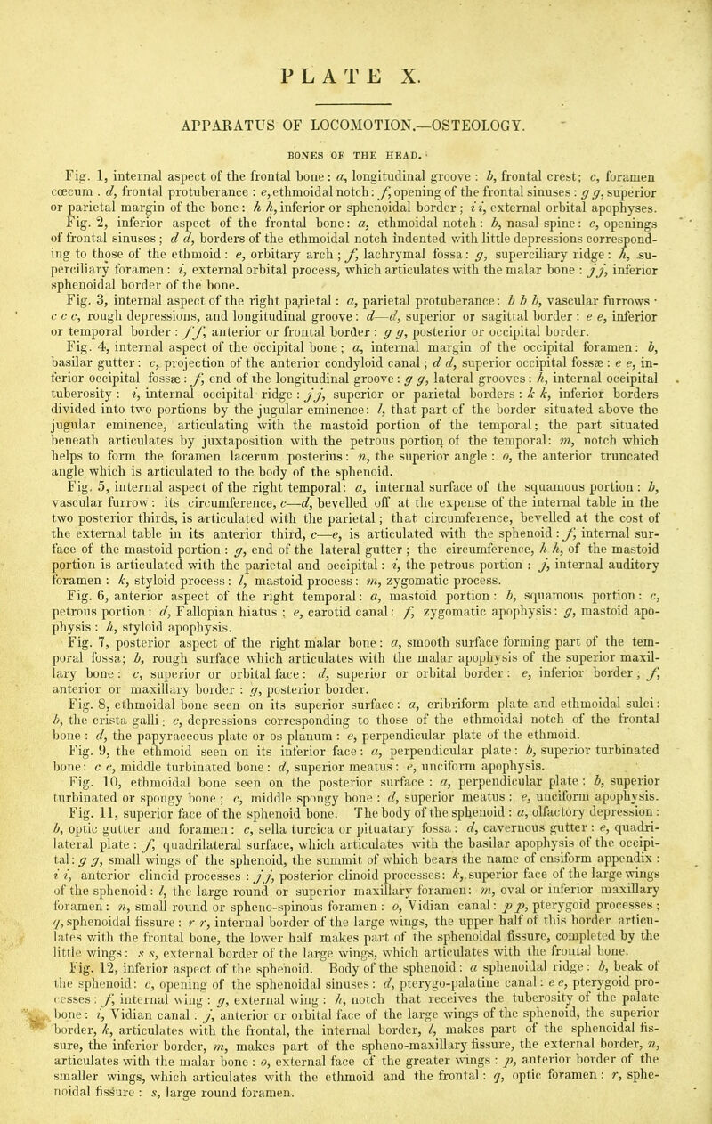 APPARATUS OF LOCOMOTION.—OSTEOLOGY. BONES OF THE HEAD, • Fig. 1, internal aspect of the frontal bone : a, longitudinal groove : b, frontal crest; c, foramen ccecum . d, frontal protuberance : e,ethmoidal notch: f, opening of the frontal sinuses : gsuperior or parietal margin of the bone : h A, inferior or sphenoidal border ; ii, external orbital apophyses. Fig. 2, inferior aspect of the frontal bone: a, ethmoidal notch: b, nasal spine: c, openings of frontal sinuses ; d d, borders of the ethmoidal notch indented with little depressions correspond- ing to those of the ethmoid : e, orbitary arch ; f, lachrymal fossa: g, superciliary ridge : h, .su- perciliary foramen : i, external orbital process, which articulates with the malar bone : jj, inferior sphenoidal border of the bone. Fig. 3, internal aspect of the right parietal: a, parietal protuberance: b b b, vascular furrows • c c c, rough depressions, and longitudinal groove : d—d, superior or sagittal border : e e, inferior or temporal border : fj, anterior or frontal border : g g, posterior or occipital border. Fig. 4, internal aspect of the occipital bone ; a, internal margin of the occipital foramen: b, basilar gutter: c, projection of the anterior condyloid canal; d d, superior occipital fossaj: e e, in- ferior occipital fossae : y, end of the longitudinal groove : g g, lateral grooves: A, internal occipital tuberosity: internal occipital ridge : yy, superior or parietal borders :>?•inferior borders divided into two portions by the jugular eminence: /, that part of the border situated above the jugular eminence, articulating with the mastoid portion of the temporal; the part situated beneath articulates by juxtaposition with the petrous portion of the temporal: m, notch which helps to form the foramen lacerum posterius: n, the superior angle : o, the anterior truncated angle which is articulated to the body of the sphenoid. Fig, 5, internal aspect of the right temporal: a, internal surface of the squamous portion : b, vascular furrow : its circumference, c—d, bevelled off at the expense of the internal table in the two posterior thirds, is articulated with the parietal; that circumference, bevelled at the cost of the external table in its anterior third, c—e, is articulated with the sphenoid : J', internal sur- face of the mastoid portion : g, end of the lateral gutter; the circumference, h k, of the mastoid portion is articulated with the parietal and occipital: i, the petrous portion : j, internal auditory foramen : k, styloid process: I, mastoid process : m, zygomatic process. Fig. 6, anterior aspect of the right temporal: a, mastoid portion: b, squamous portion: c, petrous portion: d, Fallopian hiatus : e, carotid canal: f, zygomatic apophysis: g, mastoid apo- physis : A, styloid apophysis. Fig. 7, posterior aspect of the right malar bone: a, smooth surface forming part of the tem- poral fossa; b, rough surface which articulates with the malar apophysis of the superior maxil- lary bone : c, superior or orbital face: d, superior or orbital border: e, inferior border; J, anterior or maxillary border : g, posterior border. Fig. 8, ethmoidal bone seen on its superior surface: a, cribriform plate and ethmoidal sulci: b, the crista galli; c, depressions corresponding to those of the ethmoidal notch of the frontal bone : d, the papyraceous plate or os planum : e, perpendicular plate of the ethmoid. Fig. 9, the ethmoid seen on its inferior face: «, perpendicular plate: b, superior turbinated bone: c c, middle turbinated bone: d, superior meatus: e, unciform apophysis. Fig. 10, ethmoidal bone seen on the posterior surface : a, perpendicular plate : b, superior turbinated or spongy bone ; c, middle spongy bone : d, superior meatus : c, unciform apophysis. Fig. 11, superior face of the sphenoid bone. The body of the sphenoid : a, olfactory depression : b, optic gutter and foramen: c, sella turcica or pituatary fossa: d, cavernous gutter : e, quadri- lateral plate : J] quadrilateral surface, which articulates with the basilar apophysis of the occipi- tal: g g, small wings of the sphenoid, the summit of which bears the name of ensiform appendix : t i, anterior clinoid processes : jj, posterior clinoid processes: /(•,.superior face of the large wings of the sphenoid: I, the large round or superior maxillary foramen: m, oval or inferior maxillary foramen: small round or spheiio-spinous foramen : o, Vidian canal: p p, pterygoid processes ; 7, sphenoidal fissure : r r, internal border of the large wings, the upper half of this border articu- lates with the frontal bone, the lower half makes part of the sphenoidal fissure, completed by the little wings: s s, external border of the large wings, which articulates with the frontal bone. Fig. l^, inferior aspect of the sphenoid. Body of the sphenoid: a sphenoidal ridge : b, beak of the sphenoid: c, opening of the sphenoidal sinuses: d, pterygo-palatine canal: c e, pterygoid pro- cesses : f, internal wing : g, external wing : notch that receives the tuberosity of the palate ijone: i, Vidian canal : j, anterior or orbital face of the large wings of the sphenoid, the superior border, k, articulates with the frontal, the internal border, /, makes part of the sphenoidal fis- sure, the inferior border, m, makes part of the spheno-maxillary fissure, the external border, n, articulates with the malar bone : o, external face of the greater wings : p, anterior border of the smaller wings, which articulates with the ethmoid and the frontal: (], optic foramen: r, sphe- noidal fissure : s, large round foramen.