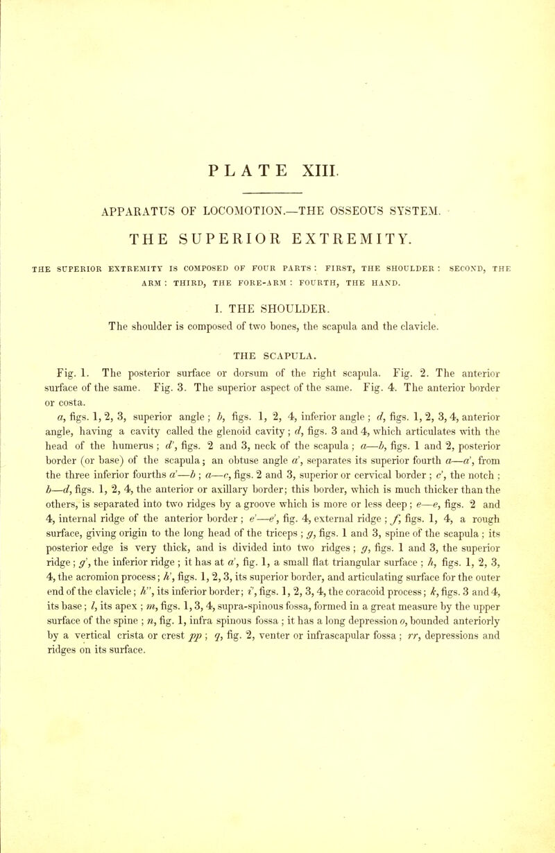 APPARATUS OF LOCOMOTION.—THE OSSEOUS SYSTEM. THE SUPERIOR EXTREMITY. THE SUPERIOR EXTREMITY IS COMPOSED OF FOUR PARTS : FIRST, THE SHOULDER : SECOND, THE ARM : THIRD, THE FOKE-ARM : FOURTH, THE HAND. I. THE SHOULDER. The shoulder is composed of two bones, the scapula and the clavicle. THE SCAPULA. Fig. 1. The posterior surface or dorsum of the right scapula. Fig. 2. The anterior surface of the same. Fig. 3. The superior aspect of the same. Fig. 4. The anterior border or costa. a, figs. 1, 2, 3, superior angle ; b, figs. 1, 2, 4, inferior angle ; d, figs. 1, 2, 3, 4, anterior angle, having a cavity called the glenoid cavity ; d, figs. 3 and 4, which articulates -vsath the head of the humerus ; d\ figs. 2 and 3, neck of the scapula ; a—h, figs. 1 and 2, posterior border (or base) of the scapula; an obtuse angle a', separates its superior fourth a—a', from the three inferior fourths a'—h ; a—c, figs. 2 and 3, superior or cervical border ; c', the notch ; b—d, figs. 1, 2, 4, the anterior or axillary border; this border, which is much thicker than the others, is separated into two ridges by a groove which is more or less deep; e—e, figs. 2 and 4, internal ridge of the anterior border ; e'—e', fig. 4, external ridge ; f, figs. 1, 4, a rough surface, giving origin to the long head of the triceps ; figs. 1 and 3, spine of the scapula ; its posterior edge is very thick, and is divided into two ridges ; g, figs. 1 and 3, the superior ridge; g\ the inferior ridge ; it has at a', fig. 1, a small flat triangular surface ; h, figs. 1, 2, 3, 4, the acromion process; A', figs. 1,2,3, its superior border, and articulating surface for the outer end of the clavicle; A, its inferior border; ^', figs. 1,2,3, 4, the coracoid process; k, figs. 3 and 4, its base; I, its apex ; tn, figs. 1,3, 4, supra-spinous fossa, formed in a great measure by the upper surface of the spine ; n, fig. 1, infra spinous fossa ; it has a long depression o, bounded anteriorly by a vertical crista or crest pp ; ^, fig. 2, venter or infrascapular fossa ; rr, depressions and ridges on its surface.