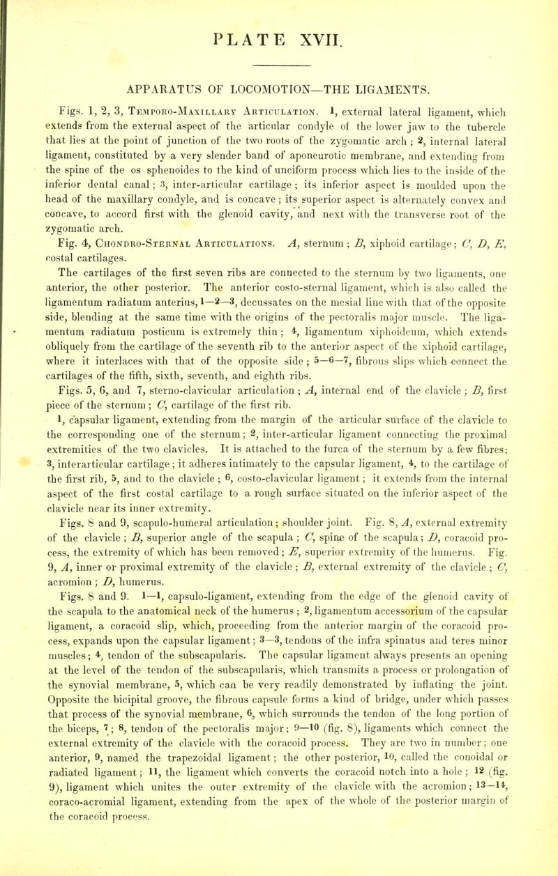 APPARATUS OF LOCOMOTION—THE LIGAMENTS. Figs. 1, 2, 3, Temporo-Maxillart Articulation. 1, external lateral ligament, which extends from the external aspect of the articular condyle of the lower jaw to the tubercle that lies at the point of junction of the two roots of the zygomatic arch ; 2, internal lateral ligament, constituted by a very slender band of aponeurotic membrane, and extending from the spine of the os sphenoides to the kind of unciform process which lies to the inside of the inferior dental canal ; 3, inter-articular cartilage ; its inferior aspect is moulded upon the head of the maxillary condyle, and is concave ; its superior aspect is alternately convex and concave, to accord first with the glenoid cavity, and next with the transverse root of the zygomatic arch. Fig. 4, Chondro-Sternal Articulations. A, sternum ; B, xiphoid cartilage; C, D, E, costal cartilages. The cartilages of the first seven ribs are connected to the sternum by two ligaments, one anterior, the other posterior. The anterior costo-sternal ligament, which is also called the ligamentum radiatum anterius, 1—2—3^ decussates on the mesial line with that of the opposite side, blending at the same time with the origins of the pectoralis major muscle. The liga- mentum radiatum posticum is extremely thin ; ^, ligamentum xiphoidcum, which extends obliquely from the cartilage of the seventh rib to the anterior aspect of the xiphoid cartilage, where it interlaces with that of the opposite side ; 5—6—7, fibrous slips which wnnect the cartilages of the fifth, sixth, seventh, and eighth ribs. Figs. 5, 6, and 7, sterno-clavicular articulation ; A, internal end of the clavicle ; B, first piece of the sternum ; C, cartilage of the first rib. 1, capsular ligament, extending from the margin of the articular surface of the clavicle to the corresponding one of the sternum; 2, inter-articular ligament connecting the proximal extremities of the two clavicles. It is attached to the furca of the sternum by a few fibres; 3, interarticular cartilage ; it adheres intimately to the capsular ligament, 4, to the cartilage of the first rib, 5, and to the clavicle ; 6, costo-clavicular ligament; it extends from the internal aspect of the first costal cartilage to a rough surface situated on the inferior aspect of the clavicle near its inner extremity. Figs. 8 and 9, scapulo-huriieral articulation; shoulder joint. Fig. 8, A, external extremity of the clavicle ; B, superior angle of the scapula ; C, spine of the scapula; D, coracoid pro- cess, the extremity of which has been removed; E, superior extremity of the humerus. Fig. 9, J, inner or proximal extremity of the clavicle ; B, external extremity of the clavicle ; C\ acromion ; D, humerus. Figs. 8 and 9. 1—1, capsulo-ligament, extending from the edge of the glenoid cavity of the scapula to the anatomical neck of the humerus ; 2, ligamentum accessorium of the capsular ligament, a coracoid slip, which, proceeding from the anterior margin of the coracoid pro- cess, expands upon the capsular ligament; 3—3, tendons of the infra spinatus and teres minor muscles; 4^ tendon of the subscapularis. The capsular ligament always presents an opening at the level of the tendon of the subscapularis, which transmits a process or prolongation of the synovial membrane, 5, which can be very readily demonstrated by inflating the joint. Opposite the bicipital groove, the fibrous capsule forms a kind of bridge, under which passes that process of the synovial membrane, 6, which surrounds the tendon of the long portion of the biceps, 1; 8, tendon of the pectoralis major; 9—10 (^fig. 8), ligaments which connect the external extremity of the clavicle with the coracoid process. They are two in number; one anterior, 9, named the trapezoidal ligament; the other posterior, 10, called the conoidal or radiated ligament; H, the ligament which converts the coracoid notch into a hole ; 12 (fig. 9), ligament which unites the outer extremity of the clavicle with the acromion; 13—1*, coraco-acromial ligament, extending from the apex of the whole of the posterior margin of the coracoid process.