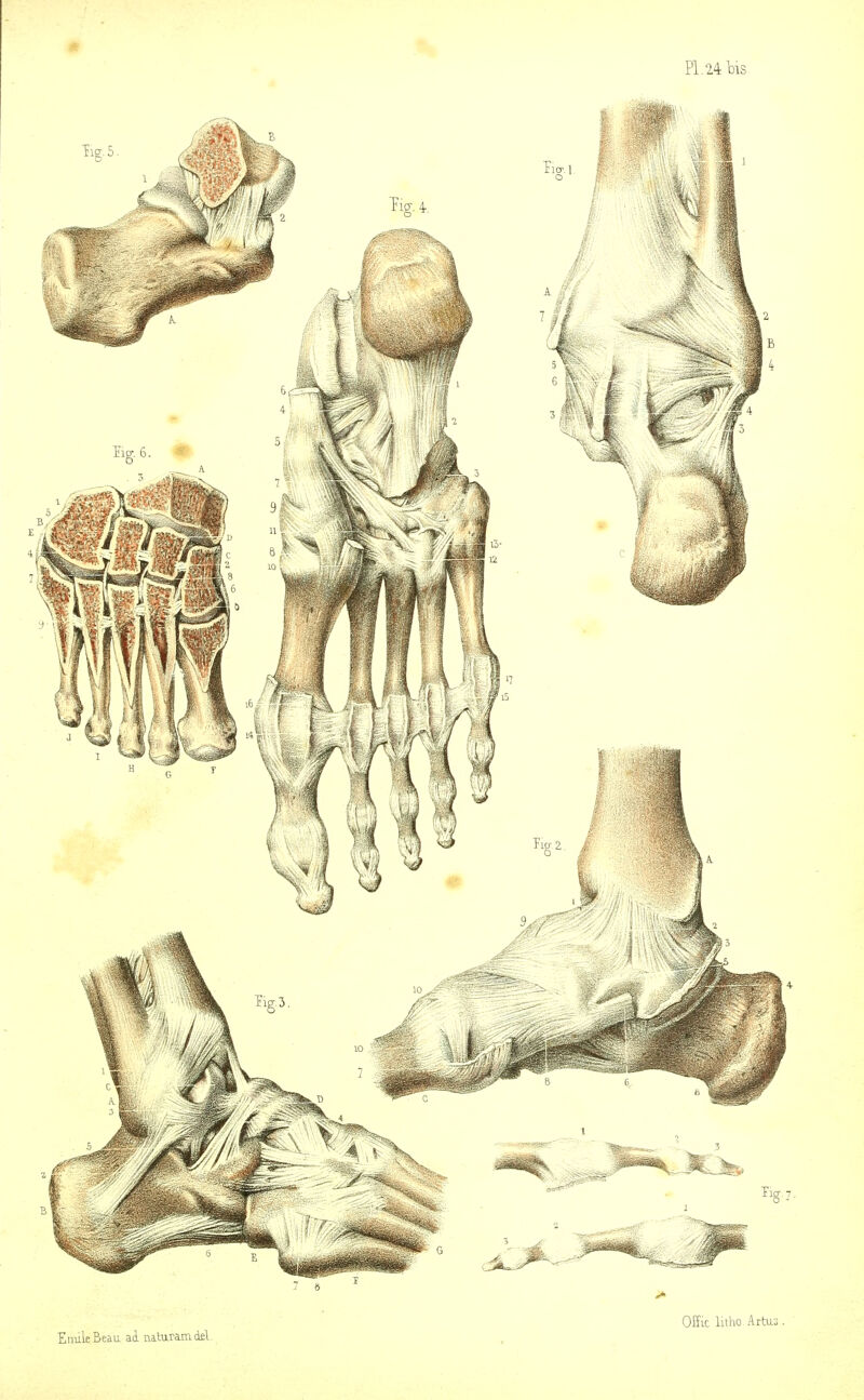 PI.24 bis J 6 Offic litho Artus. Eimle Beau. a4 iiitummdel.