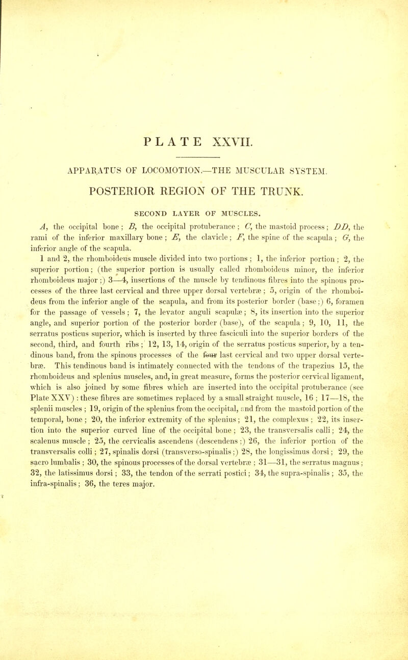 APPARATUS OF LOCOMOTION.—THE MUSCULAR SYSTEM. POSTERIOR REGION OF THE TRUNK. SECOND LAYER OF MUSCLES. A, the occipital bone ; B, the occipital protuberance ; C, the mastoid process; DD, the rami of the inferior maxillary bone ; the clavicle; F, the spine of the scapula; G, the inferior angle of the scapula. 1 and 2, the rhomboideus muscle divided into two portions ; 1, the inferior portion ; 2, the superior portion; (the superior portion is usually called rhomboideus minor, the inferior rhomboideus major;) 3—4, insertions of the muscle by tendinous fibres into the spinous pro- cesses of the three last cervical and three upper dorsal vertebree ; 5, origin of the rhomboi- deus from the inferior angle of the scapula, and from its posterior border (base;) 6, foramen for the passage of vessels ; 7, the levator anguli scapulae; 8, its insertion into the superior angle, and superior portion of the posterior border (base), of the scapida; 9, 10, 11, the serratus posticus superior, which is inserted by three fasciculi into the superior borders of the second, third, and fourth ribs ; 12, 13, 14, origin of the serratus posticus superior, by a ten- dinous band, from the spinous processes of the feow last cervical and two upper dorsal verte- brae. This tendinous band is intimately connected with the tendons of the trapezius 15, the rhomboideus and splenius muscles, and, in great measure, forms the posterior cervical ligament, which is also joined by some fibres which are inserted into the occipital protuberance (see Plate XXV) : these fibres are sometimes replaced by a small straight muscle, 16 ; 17—18, the splenii muscles ; 19, origin of the splenius from the occipital, ;;nd from the mastoid portion of the temporal, bone ; 20, the inferior extremity of the splenius; 21, the complexus ; 22, its inser- tion into the superior curved line of the occipital bone ; 23, the transversalis calli; 24, the scalenus muscle ; 25, the cervicalis ascendens (descendens ;) 26, the inferior portion of the transversalis coIU ; 27, spinalis dorsi (transverso-spinalis;) 28, the longissimus dorsi; 29, the sacro lumbalis ; 30, the spinous processes of the dorsal vertebrse ; 31—31, the serratus magnus ; 32, the latissimus dorsi; 33, the tendon of the serrati postici; 34, the supra-spinalis ; 35, the infra-spinalis; 36, the teres major.