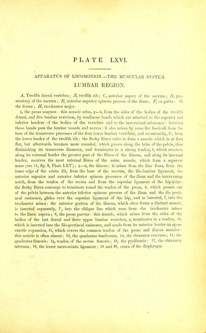 APPARATUS OF LOCOMOTION.—THE MUSCULAR SYSTEM. LUMBAR REGION. A, Twelfth dorsal vertebra; B, twelfth rib ; C, anterior aspect of the sacrum ; J), pro- montory of the sacrum ; anterior superior spinous process of the ilium ; F, os puljis : G, the femur ; If, trochanter major. 1, the psoas magnus : this muscle arise, 2—3, from the sides of the bodies of the twelfth dorsal, and five lumbar vertebrae, by tendinous bands which are attached to the superior and inferior borders ( f the bodies of the vertebrae and to the invertebral substance : between these bands pass the lumbar vessels and nerves : it also arises by some flat fasciculi from the base of the transverse processes of the four lower lumbar vertebrae, and occasionally, 2', from the lower border of the twell'th rib : the fleshy fibres unite to form a muscle which is at first flat, but afterwards becomes more rounded, which passes along the brim of the pelvis, thus diminishing its transverse diameter, and terminates in a strong tendon, 4, which receives along its external border the greater part of the fibres of the iliacus, and along its internal border, receives the most internal fibres of the same muscle, which form a separate mass (see 11, fig. 3, Plate LXV) ; 5—6, the iliacus ; it arises from the iliac fossa, from the inner edge of the crista ilii, from the base of the sacrimi, the ilio-lumbar ligament, the anterior superior and anterior inferior spinous processes of the ilirnn and the intervening notch, from the tendon of the rectus and from the capsular ligament of the hip-joint: the fleshy fibres converge to terminate round the tendon of the psoas, 4, which passes out of the pelvis between the anterior inferior spinous process of the ilium and the ilio pecti- neal eminence, glides over the capsular ligament of the hip, and is inserted, 7, into the trochanter minor: the anterior portion of the iliacus, which often forms a distinct muscle, is inserted separately, 7', into the oblique line which runs from the trochanter minor to the linea aspera ; 8, the psoas parvus : this muscle, which arises Irom the sides of the bodies of the last dorsal and three upper lumbar vertebrae, 9, terminates in a tendon, 10, which is inserted into the ilio-pectineal eminence, and sends from its anterior border an apon- eurotic expansion, 11, which covers the common tendon of the psoas and iliacus muscles : this muscle is often absent; 12, the quadratus lumborum; 13, the obturator externus; 14, the quadratus femoris ; I5, tendon of the rectus femoris; 16, the pyriformis ; 17, the obturator internus ; 18, the lesser sacro-sciatic ligament; 19 and 20, crura of the diaphragm.