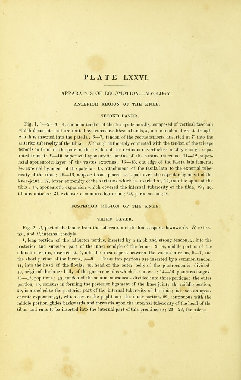 PLATE LXXVI. APPARATUS OF LOCOMOTION.—MYOLOGY. ANTERIOR REGION OF THE KNEE. SECOND LAYER. Fig. 1, 1—2—3—4, common tendon of the triceps femoralis, composed of vertical fasciculi which decussate and are united by transverse fibrous bands, 5, into a tendon of great strength which is inserted into the patella; 6—7, tendon of the rectus femoris, inserted at 7' into the anterior tuberosity of the tibia. Although intimately connected with the tendon of the triceps femoris in front of the patella, the tendon of the rectus is nevertheless readily enough sepa- rated from it; 9—10, superficial aponeurotic lamina of the vastus internus ; 11—12, super- ficial aponeurotic layer of the vastus externus ; 13—13, cut edge of the fascia lata femoris; 14, external ligament of the patella; 15, attachment of the fascia lata to the external tube- rosity of the tibia; 16—16, adipose tissue placed as a pad over the capsular ligament of the knee-joint; 17, lower extremity of the sartorius which is inserted at, 18, into the spine of the tibia; 19, aponeurotic expansion which covered the internal tuberosity of the tibia, 19 ; 20, tibialis anticus ; 21, extensor communis digitorum ; 22, peroneus longus. POSTERIOR REGION OF THE KNEE. THIRD LAYER, Fig. 2. A, part of the femur from the bifurcation of thelinea aspera downwards; B, exter- nal, and C, internal condyle. 1, long portion of the adductor tertius, inserted by a thick and strong tendon, 2, into the posterior and superior part of the inner condyle of the femur; 3—4, middle portion of the adductor tertius, inserted at, 5, into the linea aspera between the vastus internus, 6—7, and the short portion of the biceps, 8—9. These two portions are inserted by a common tendon, 11, into the head of the fibula; 12, head of the outer belly of the gastrocnemius divided; 13, origin of the inner belly of the gastrocnemius which is removed; 14—15, plantaris longus; 16—17, popliteus ; 18, tendon of the semimembranosus divided into three portions: the outer portion, 19, concurs in forming the posterior ligament of the knee-joint; the middle portion, 20, is attached to the posterior part of the internal tuberosity of the tibia; it sends an apon- eurotic expansion, 21, which covers the popliteus; the inner portion, 22, continuous with the middle portion glides backwards and forwards upon the internal tuberosity of the head of the tibia, and runs to be inserted into the internal part of this prominence; 23—23, the soleus.