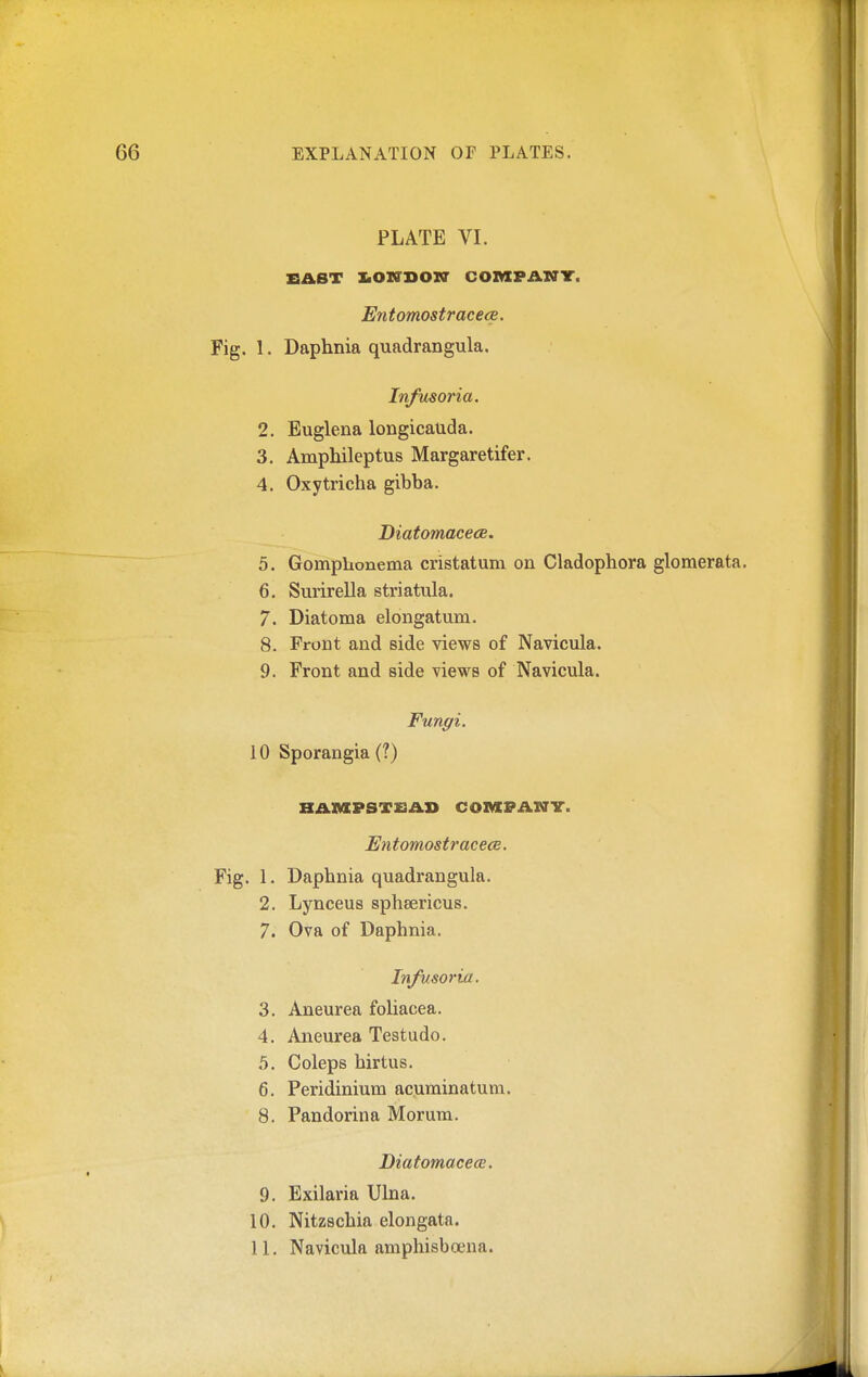 PLATE VI. BAST XiOIO'DOX? COMPAXTT. Entomostrace(2. Fig. 1. Daphnia quadrangula. Infusoria. 2. Euglena longicauda. 3. Amphileptus Margaretifer. 4. Oxytricha gibba. Diatomacece. 5. Gomplionema cristatum on Cladophora glomerata. 6. Smirella striatula. 7. Diatoma elongatum. 8. Front and side views of Navicula. 9. Front and side views of Navicula. Fungi. 10 Sporangia (?) BAMPSTSAB COMPANY. Entomostracece. Fig. 1. Daphnia quadrangula. 2. Lynceus sphaericus. 7. Ova of Daphnia. Infusoria. 3. Aneurea foliacea. 4. Aneurea Testudo. 5. Coleps hirtus. 6. Peridinium acuminatum. 8. Pandorina Morum. BiatomacecB. 9. Exilaria Ulna. 10. Nitzschia elongata.