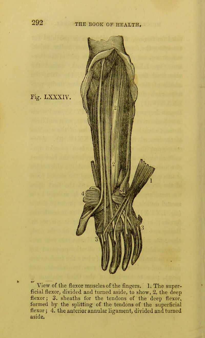 Fig. LXXXI\ View of the flexor muscles of the fingers. 1. The super- ficial flexor, divided and turned aside, to show, 2. the deep flexor; 3. sheaths for the tendons of the deep flexor, formed hy the splitting of the tendons of the superficial flexor; 4. the anterior annular ligament, divided and turned aside.