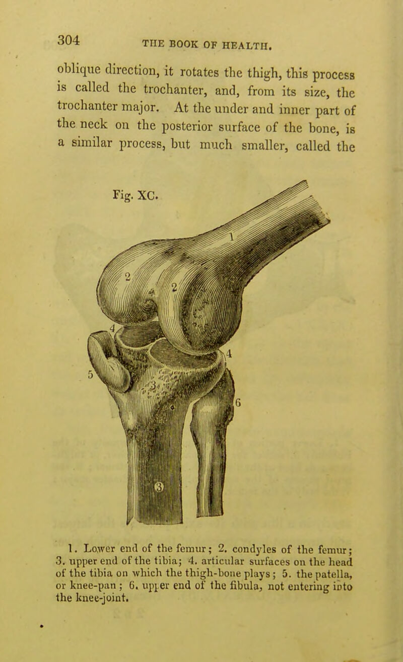 oblique direction, it rotates the thigh, this process is called the trochanter, and, from its size, the trochanter major. At the under and inner part of the neck on the posterior surface of the bone, is a similar process, but much smaller, called the 1. Lo.wer end of the femur; 2. condyles of the femur; 3. upper end of the tibia; 4. articular surfaces on the head of the tibia on which the thigh-bone plays ; 5. the patella, or knee-pan ; 6. up^er end of the fibula, not entering ioto the knee-joint.