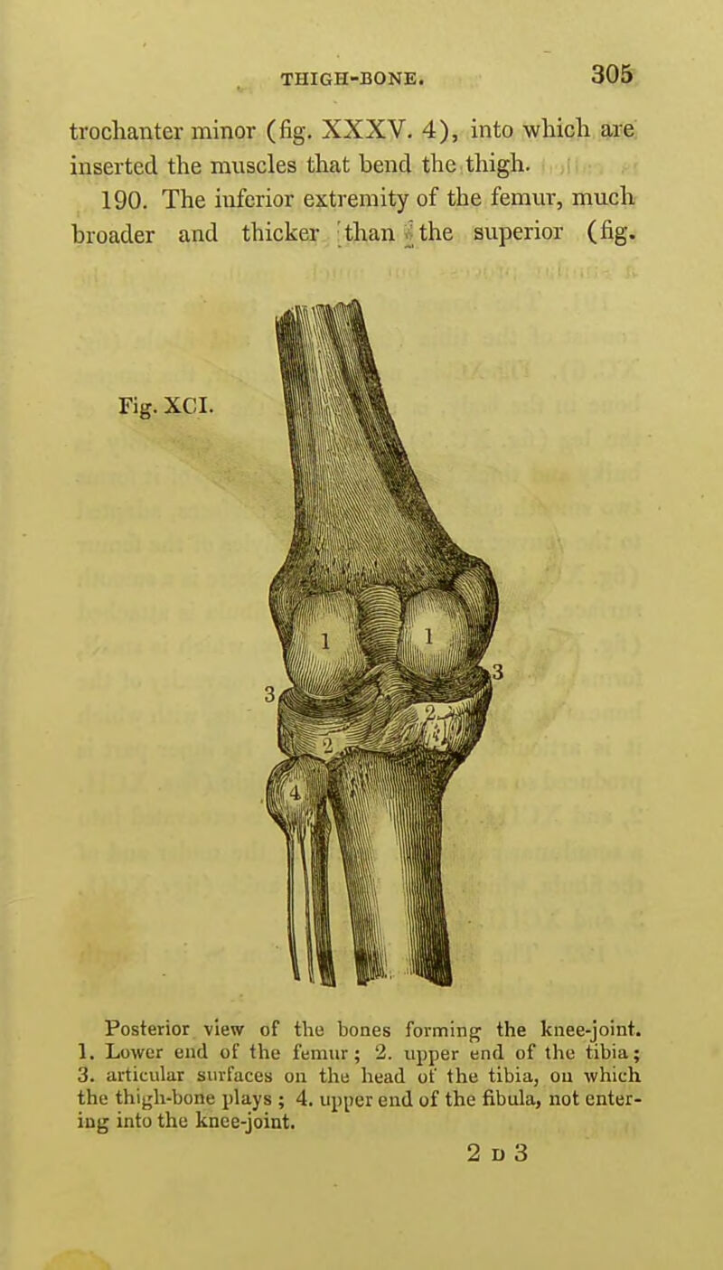 trochanter minor (fig. XXXV. 4), into which are inserted the muscles that bend the thigh. 190. The iuferior extremity of the femur, much broader and thicker than ^ the superior (fig. Fig. XCI. Posterior view of the bones forming the knee-joint. 1. Lower end of the femur; 2. upper end of the tibia; 3. articular surfaces on the head of the tibia, ou which the thigh-bone plays ; 4. upper end of the fibula, not enter- ing into the knee-joint. 2 d 3