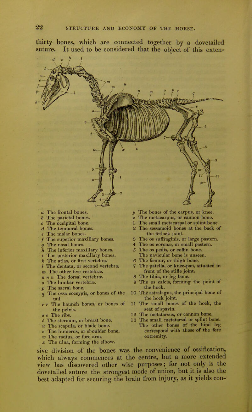 thirty bones, which are connected together by a dovetailed suture. It used to be considered that the object of this exten- a The frontal bones. h The parietal bones, c The occipital bone. d The temporal bones, e The malar bones. / The superior maxillary bones. g The nasal bones. A The inferior maxillary bones. i The posterior maxillary bones. k The atlas, or first vertebra. I The dentata, or second vertebra. m The other five vertebrae. n n n The dorsal vertebrae. o The lumbar vertebrae. ■ p The sacral bone. q The ossa coccygis, or bones of the tail. r r The haunch bones, or bones the pelvis. s s The ribs. t The sternum, or breast bone, w The scapula, or blade bone. V The humerus, or shoulder bone, w The radius, or fore arm. jc The ulna, forming the elbow. y The bones of the carpus, or knee. z The metacarpus, or cannon bone. 1 The small metacarpal or splint bone. 2 The sessamoid bones at the back of the fetlock joint. 3 The OS suffraginis, or large pastern. 4 The OS coronEB, or small pastern. 5 The OS pedis, or coffin bone. The navicular bone is unseen. 6 The faemur, or thigh bone. 7 The patella, or knee-pan, situated in front of the stifle joint. 8 Tlie tibia, or leg bone. 9 The OS calcis, forming the point of the hock. 10 The astral agus, the principal bone of the hock joint, of 11 The small bones of the hock, the seat of spavin. 12 The metatarsus, or cannon bone. 13 The small metatarsal or splint bone. The other bones of the hind leg correspond with those of the fore extremity. sive division of the bones was the convenience of ossification, which always commences at the centre, but a more extended view has discovered other wise purposes; for not only is the dovetailed suture the strongest mode of union, but it is also the best adapted for securing the brain from injury, as it yields con-