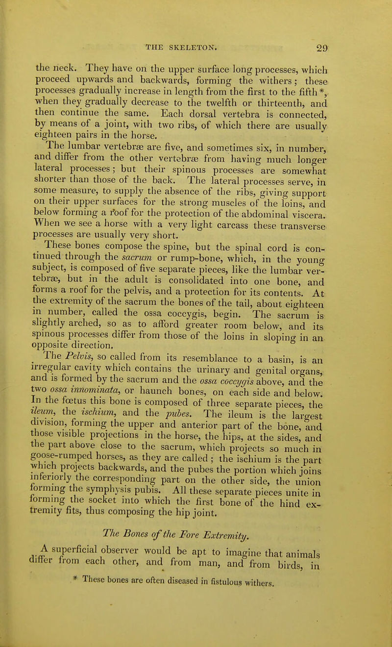 the neck. They have on the upper surface long processes, which proceed upwards and backwards, forming the withers; these processes gradually increase in length from the first to the fifth*, when they gradually decrease to the twelfth or thirteenth, and then continue the same. Each dorsal vertebra is connected, by means of a joint, with two ribs, of which there are usually eighteen pairs in the horse. The lumbar vertebrae are five, and sometimes six, in number, and differ from the other vertebrae from having much longer lateral processes; but their spinous processes are somewhat shorter than those of the back. The lateral processes serve, in some measure, to supply the absence of the ribs, giving support on their upper surfaces for the strong muscles of the loins, and below forming a I'oof for the protection of the abdominal viscera. When we see a horse with a very light carcass these transverse processes are usually very short. These bones compose the spine, but the spinal cord is con- tinued through the sacrum or rump-bone, which, in the youno- subject, is composed of five separate pieces, like the lumbar vei^ tebras, but in the adult is consolidated into one bone, and forms a roof for the pelvis, and a protection for its contents. At the extremity of the sacrum the bones of the tail, about eighteen in number, called the ossa coccygis, begin. The sacrum is slightly arched, so as to afford greater room below, and its spinous processes differ from those of the loins in sloping in an opposite direction. _ The Pelvis, so called from its resemblance to a basin, is an irregular cavity which contains the urinary and genital organs, and is formed by the sacrum and the ossa coccygis above, and the two ossa innominata, or haunch bones, on each side and below. In the foetus this bone is composed of three separate pieces, the zleum, the ischium, and the pubes. The ileum is the laro-est division, formmg the upper and anterior part of the bone, and those visible projections in the horse, the hips, at the sides, and the part above close to the sacrum, which projects so much in goose-rumped horses, as they are called ; the ischium is the part which projects backwards, and the pubes the portion which joins interiorly the corresponding part on the other side, the union lormmg the symphysis pubis. All these separate pieces unite in forming the socket into which the first bone of the hind ex- tremity fits, thus composing the hip joint. The Bones of the Fore Extremity. A superficial observer would be apt to imagine that animals difter from each other, and from man, and from birds, in * Tfiese bones are often diseased in fistulous witfiers.