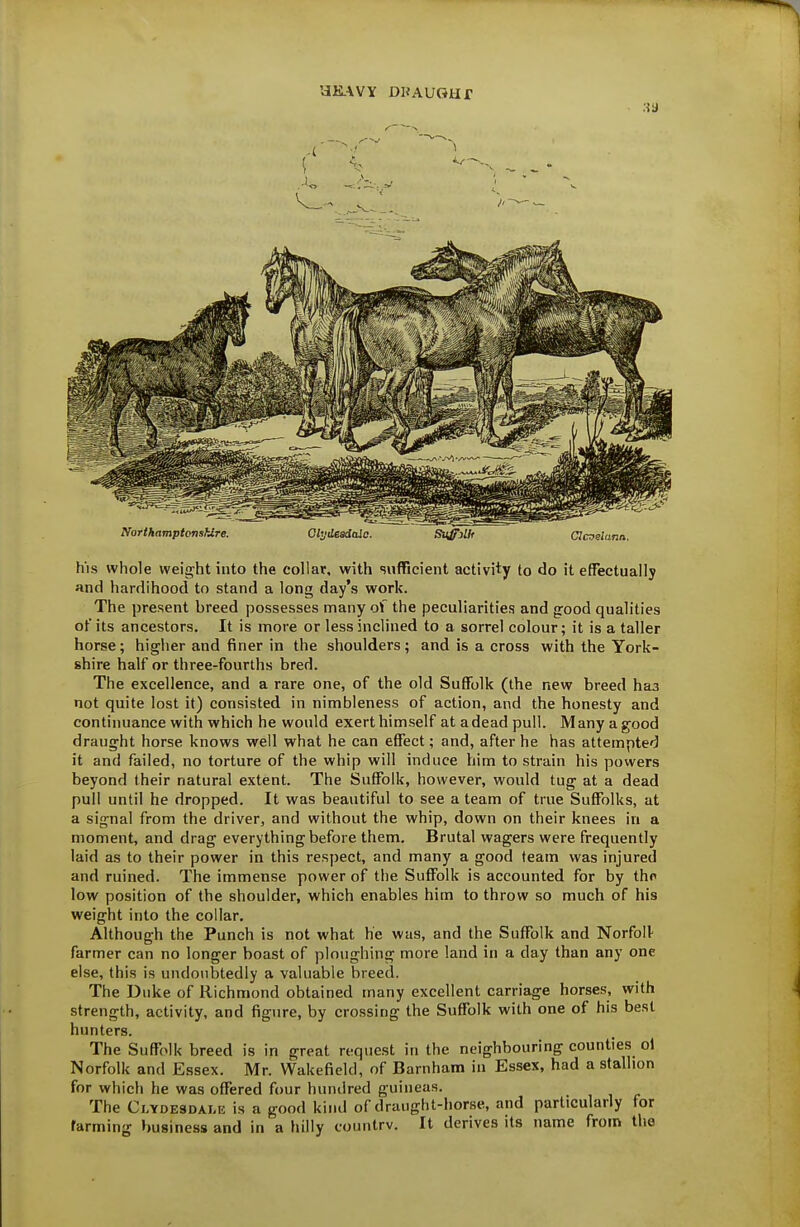 aK.\VY DKAUOUr Northamptonshire. Glydeadaic. SuffiUt CIcaelann. his whole weight into the collar, with suflRcient activity to do it effectually and hardihood to stand a long day's work. The present breed possesses many of the peculiarities and good qualities of its ancestors. It is more or less inclined to a sorrel colour; it is a taller horse; higher and finer in the shoulders; and is a cross with the York- shire half or three-fourths bred. The excellence, and a rare one, of the old Suffolk (the new breed ha3 not quite lost it) consisted in nimbleness of action, and the honesty and continuance with which he would exert himself at a dead pull. Many a good draught horse knows well what he can effect; and, after he has attempted it and failed, no torture of the whip will induce him to strain his powers beyond their natural extent. The Suffolk, however, would tug at a dead pull until he dropped. It was beautiful to see a team of true Suffolks, at a signal from the driver, and without the whip, down on their knees in a moment, and drag everything before them. Brutal wagers were frequently laid as to their power in this respect, and many a good team was injured and ruined. The immense power of the Suffolk is accounted for by tho low position of the shoulder, which enables him to throw so much of his weight into the collar. Although the Punch is not what he was, and the Suffolk and NorfoIV farmer can no longer boast of ploughing more land in a day than any one else, this is undoubtedly a valuable breed. The Duke of Richmond obtained many excellent carriage horses, with strength, activity, and figure, by crossing the Suffolk with one of his best hunters. The Suffolk breed is in great request in the neighbouring counties ol Norfolk and Essex. Mr. Wakefield, of Barnham in Essex, had a stallion for which he was offered four hundred guineas. The Clydesdale is a good kind of draught-horse, and particularly for farming business and in a hilly countrv. It derives its name from tho