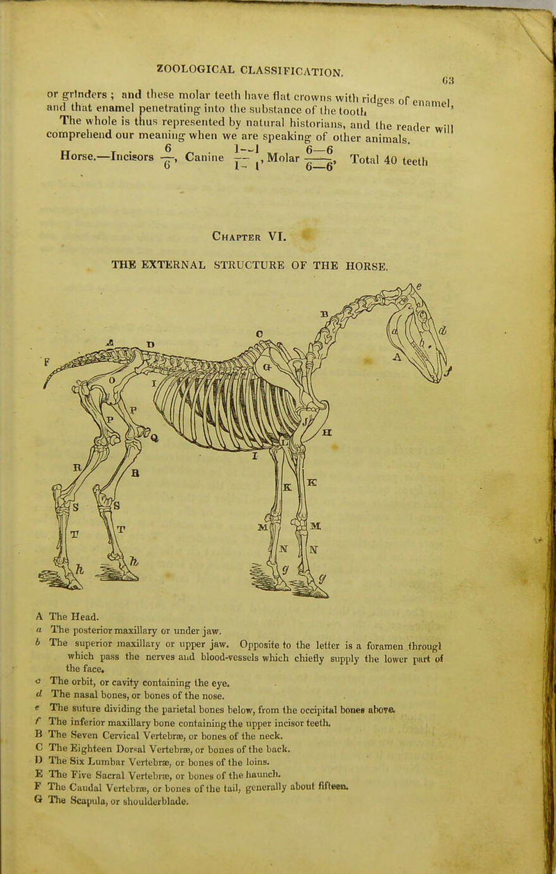 ZOOLOGICAL CLASSIFICATION C3 or grinders ; and these molar teeth have flat crowns with ridfres of emm I and that enamel penetrating into the substance of the tooth ' The whole is thus represented by natural historians, and the reader will comprehend our meaning when we are speaking of other animals. Horse.—Incisors —, Canine -l!, Molar TotaUO teeth Chapter VI. THE EXTERNAL STRUCTURE OF THE HORSE. A The Head. a The posterior maxillary or under jaw. b The superior maxillary or upper jaw. Opposite to the letter is a foramen througl which pass the nerves aiid blood-vessels wliich chiefly supply the lower part of the face, o The orbit, or cavity containing the eye. d The nasal bones, or bones of the nose. e The suture dividing the parietal bones below, from the occipital bones abovft f The inferior maxillary bone containing the upper incisor teeth, B The Seven Cervical Vertebrae, or bones of the neck. C The Eighteen Dorsal Vertebrss, or bones of the back. I) The Six Lumbar Vericbrae, or bones of the loins. E The Five Sacral Vertebrae, or bones of the haunch. F The Caudal Vertebra!, or bones of the tail, generally about fifteen. G The Scapula, or shoulderblade.