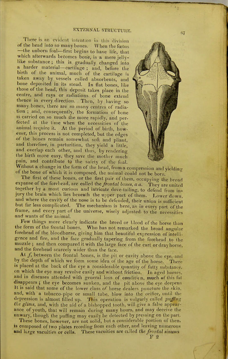 There is an eviiienl iislfiilion in Uiis division of the iiead into so many bones. When the foetns —the unborn foal—first begins to liave life, that which afterwards becomes bone, is a mere jelly- like substance; this is gradually changed into a harder material—cartilage ; and, before the birth of the animal, much of the cartilage is taken away by vessels called absorbents, and bone deposited in its stead. In flat bones, like those of the head, this deposit takes place in the centre, and rays or radiations of bone extend thence in every direction. Then, by having so many bones, there are so many centres of radia- tion ; and, consequently, the formation of bone Ks carried on so much the more rapidly, and per- fected at the time when the necessities of the animal require it. At the period of birth, how- ever, this process is not completed, but the edges of the bones remain somewhat soft and pliant, and therefore, in parturition, they yield a little, and overlap each other, and thus, by rendering the birth more easy, they save the motlicr much pain, and contribute to the safety of the foal. Without a change in the form of (lie head, from a compression and yieldinrr of the bone of which it is composed, the animal could not be born.  The first of these bones, or the first pair of them, occupying the broad expanse of the forehead, are called the frontal bones, a a. They are united together by a most curious and intricate dove-tailing, to defend from in- jury the brain which lies beneath the ujiper part of them. Lower down, and where the cavity of the nose is to be defended, their union is sufficient but far less complicated. The mechanism is here, as in every part of the frame, and every part of the universe, wisely adjusted to the necessities and wants of the animal. Few things more clearly indicate the breed or blood of the horse than the form of the frontal bones. Who has not remarked the broad anguUir forehead of the bloodhorse, giving him that beautiful expression of intelli- gence and fire, and the face gradually tapering from the forehead to the muzzle ; and then compared it with the large face of the cart or dray horse, and the forehead scarcely wider than the face. At /, between the frontal bones, is the ])it or cavity above the eye, and by the depth of which we form some idea of the age of the horse. There is placed at the back of the eye a considerable quantity of fatty substance, on which the eye may revolve easily and witliout friction. In aged horses, and in diseases attended with general loss of condition, much ef this fat disappears ; the eye becomes sunken, and the pit ahove the eye deej)cns It is said that some of the lower class of horse dealers puncture the skin, and, with a tobacco-pipe or small tube, blow into the orifice, imtil the depression is almost filled up. This operation is vulgarly called pvjfflng the glims, and, with the aid of a bishopped tooth, will give a false appear- ance of youth, that will remain during many hours, and may deceive the unwary, though the puffing may easily be detected by pressing on the part. These bones, however, are not solid, but a considerable portion of then, is composed of two plates receding from each other, and leaving n\nnerous and krge vacuities or cells. These vacuities are cdled the frontal sinusal F 2