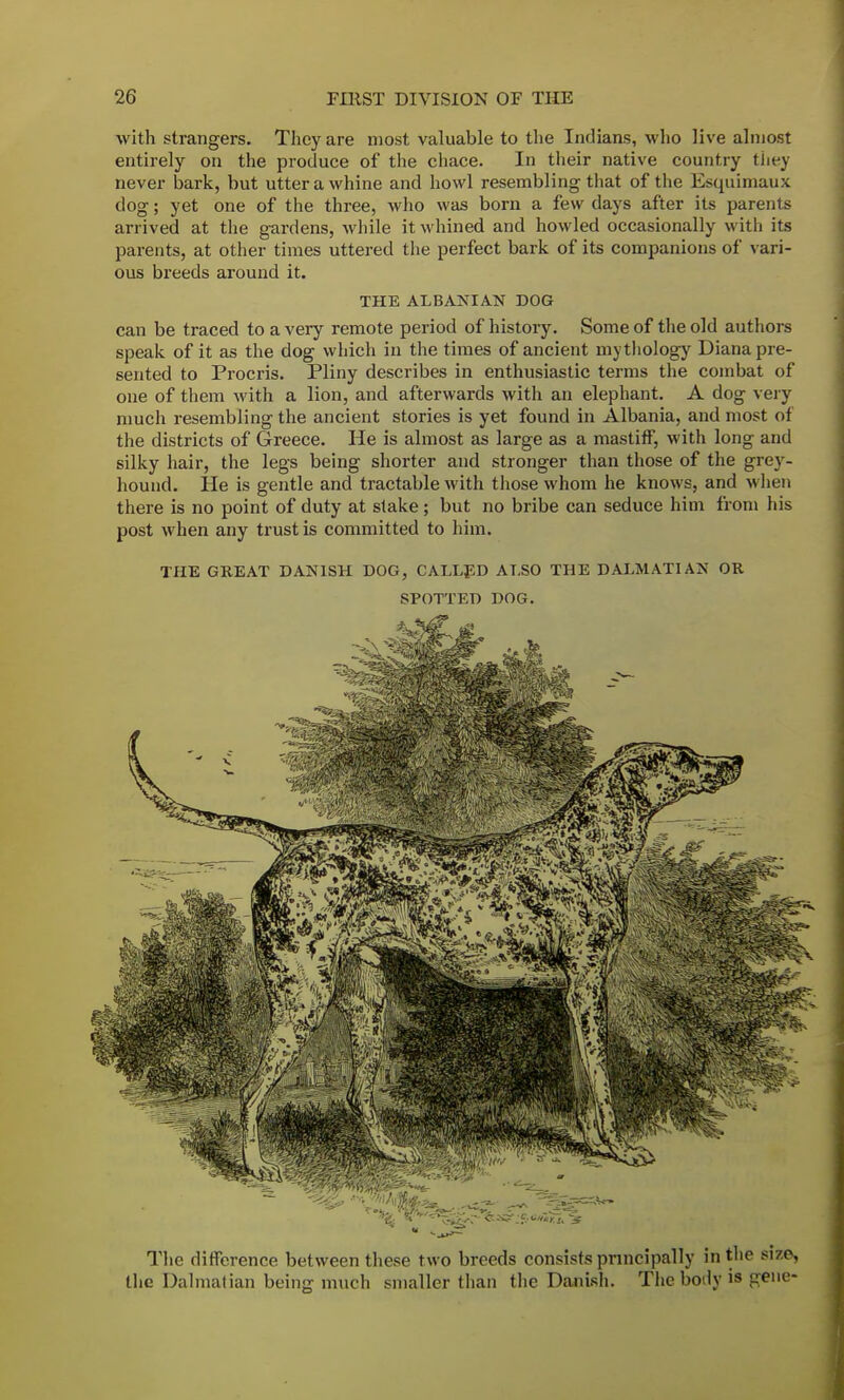 with strangers. They are most valuable to the Indians, who live almost entirely on the produce of the chace. In their native country they never bark, but utter a whine and howl resembling that of the Esquimaux dog; yet one of the three, who was born a few days after its parents arrived at the gardens, while it whined and howled occasionally with its parents, at other times uttered the perfect bark of its companions of vari- ous breeds around it. THE ALBANIAN DOG can be traced to a very remote period of history. Some of the old authors speak of it as the dog which in the times of ancient mythology Diana pre- sented to Procris. Pliny describes in enthusiastic terms the combat of one of them with a lion, and afterwards with an elephant. A dog very much resembling the ancient stories is yet found in Albania, and most of the districts of Greece. He is almost as large as a mastiff, with long and silky hair, the legs being shorter and stronger than those of the grey- hound. He is gentle and tractable with those whom he knows, and when there is no point of duty at stake; but no bribe can seduce him from his post when any trust is committed to him. THE GREAT DANISH DOG, CALLED ALSO THE DALMATIAN OR SPOTTED DOG. The difference between these two breeds consists principally in the size, the Dalmatian being much smaller than the Danish. The body is gene-