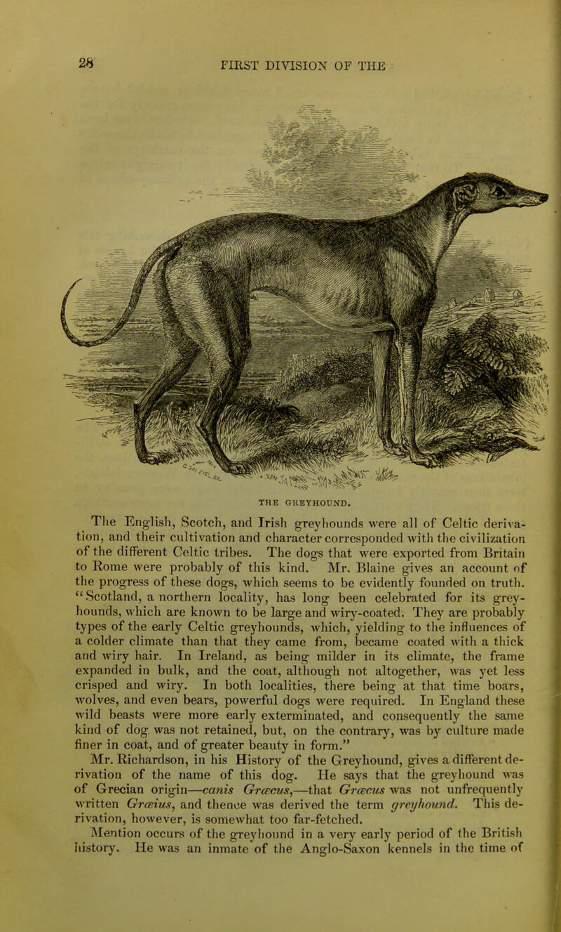 • ; i THE GREYHOUND. The English, Scotch, and Irish greyhounds were all of Celtic deriva- tion, and their cultivation and character corresponded with the civilization of the different Celtic tribes. The dogs that were exported from Britain to Rome were probably of this kind. Mr. Blaine gives an account nf the progress of these dogs, which seems to be evidently founded on truth.  Scotland, a northern locality, has long been celebrated for its grey- hounds, which are known to be large and wiry-coated. They are probably types of the early Celtic greyhounds, which, yielding to the influences of a colder climate than that they came from, became coated with a thick and wiry hair. In Ireland, as being milder in its climate, the frame expanded in bulk, and the coat, although not altogether, was yet less crisped and wiry. In both localities, there being at that time boars, wolves, and even bears, powerful dogs were required. In England these wild beasts were more early exterminated, and consequently the same kind of dog. was not retained, but, on the contrary, was by culture made finer in coat, and of greater beauty in form. Mr. Richardson, in his History of the Greyhound, gives a different de- rivation of the name of this dog. He says that the greyhound was of Grecian origin—canis Grcecus,—that Greecus was not unfrequently written Grains, and thence was derived the term greyhound. This de- rivation, however, is somewhat too far-fetched. Mention occurs of the greyhound in a very early period of the British history. He was an inmate of the Anglo-Saxon kennels in the time of