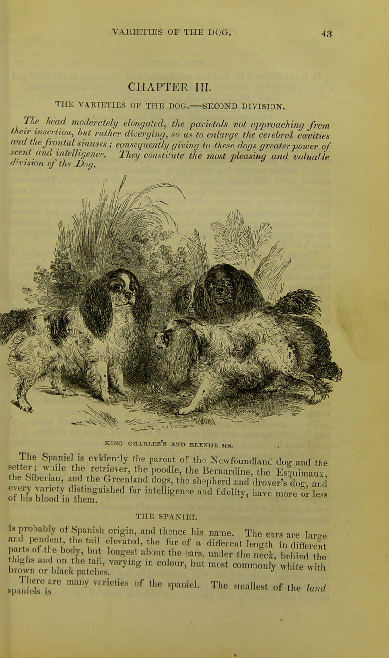 CHAPTER III. THE VARIETIES OF THE DOG. SECOND DIVISION. The head moderately elongated, the parietals not approaching from their insertion, but rather diverging, so as to enlarge the cerebral cavities and the frontal sinuses; consequently giving to these dogs greater power of scent and intelligence. They constitute the most pleasing and valuable, division of the Dog. KING CHARLES'S AXD BLENHEIMS. The Spaniel is evidently the parent of the Newfoundland dog and the setter; while the retriever, the poodle, the Bernardine, the Esquimaux the Siberian, and the Greenland dogs, the shepherd and drover's do- and every variety distinguished for intelligence and fidelity, have more or less ot his blood in them. THE SPANIEL is probably of Spanish origin, and thence his name. The ears are lame and pendent the tail elevated, the fur of a different length in differed parts of the body, but longest about the ears, under the nick, be I the K in colour'but raost ~y ^ BpalielsT many VarietieS °f 8paieL The 8rpaHest of the land