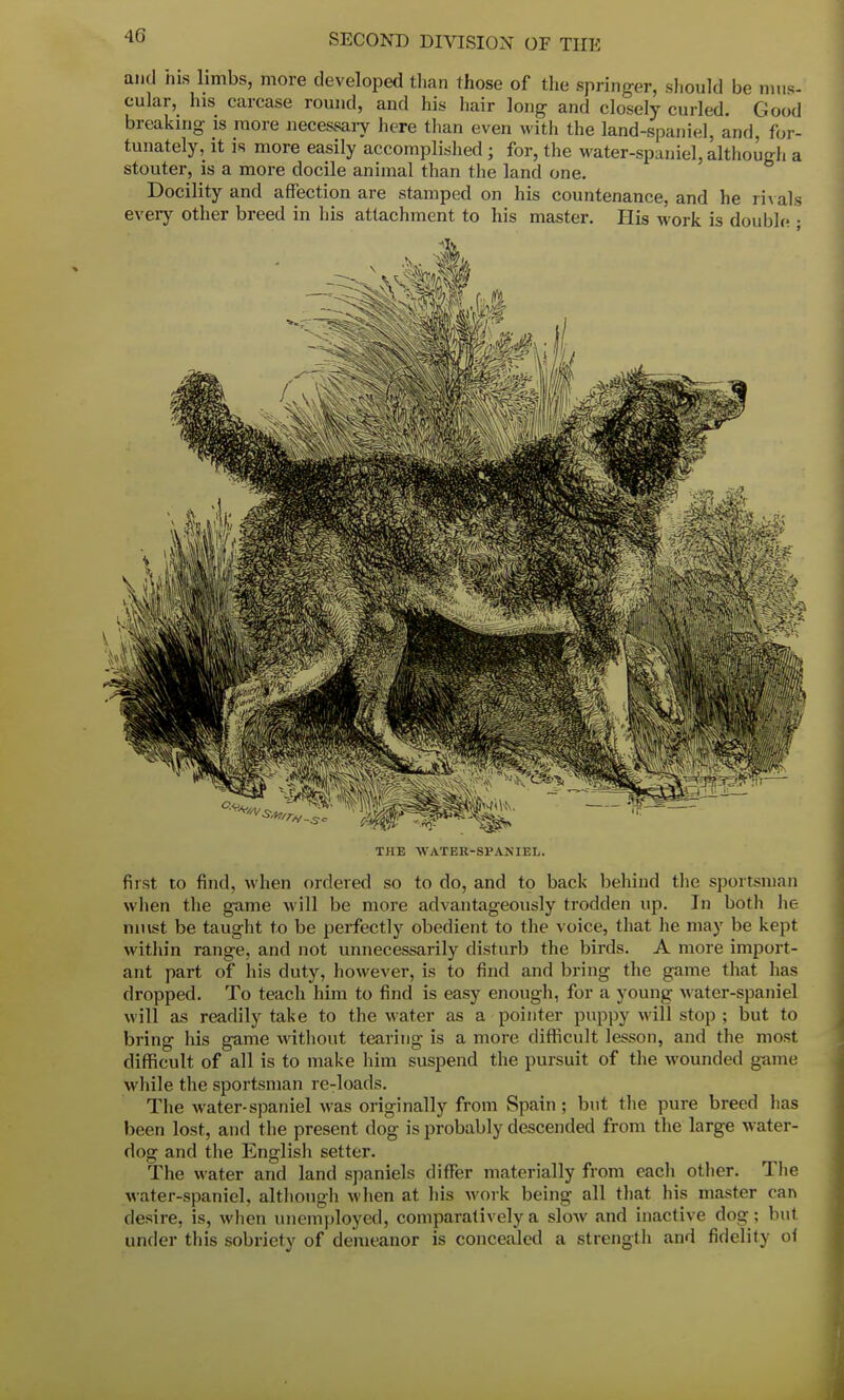 and His limbs, more developed than those of the springer, should be mus- cular, his carcase round, and his hair long and closely curled. Good breaking is more necessary here than even with the land-spaniel, and, for- tunately, it is more easily accomplished; for, the water-spaniel, although a stouter, is a more docile animal than the land one. Docility and affection are stamped on his countenance, and he rivals every other breed in his attachment to his master. His work is double; THE WATER-SPANIEL. first to find, when ordered so to do, and to back behind the sportsman when the game will be more advantageously trodden up. In both lie must be taught to be perfectly obedient to the voice, that he may be kept within range, and not unnecessarily disturb the birds. A more import- ant part of his duty, however, is to find and bring the game that has dropped. To teach him to find is easy enough, for a young water-spaniel will as readily take to the water as a pointer puppy will stop ; but to bring his game without tearing is a more difficult lesson, and the most difficult of all is to make him suspend the pursuit of the wounded game while the sportsman re-loads. The water-spaniel was originally from Spain; but the pure breed has been lost, and the present dog is probably descended from the large water- dog and the English setter. The water and land spaniels differ materially from each other. The water-spaniel, although when at his work being all that his master can desire, is, when unemployed, comparatively a slow and inactive dog; but under this sobriety of demeanor is concealed a strength and fidelity ol