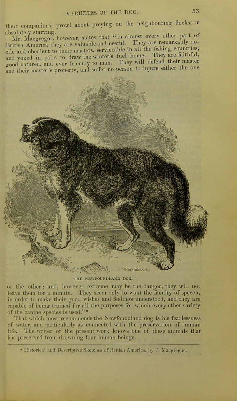 their companions, prowl about preying on the neighbouring flocks, or absolutely starving. , , , e Mr. Macgregoi, however, states that in almost every other part of British America they are valuable and useful. They are remarkably do- cile and obedient to their masters, serviceable in all the fishing countries, and yoked in pairs to draw the winter's fuel home They are faithful, good-natured, and ever friendly to man. They will defend their master and their master's property, and suffer no person to injure either the one THE NEWTOUNDI^ND DOU. or the other ; and, however extreme may be the danger, they will not leave them for a minute. They seem only to want the faculty of speech, in oidcr to make their good wishes and feelings understood, and they are capable of being trained for all the purposes for which every other variety of the canine species is used. That which most recommends the Newfoundland dog is his fearlessness of wat.!'. and particularly as connected with the preservation of human life. The writer of the present work knows one of these animals that lias preserved from drowning four human beings. * Historical and Descriptive Sketches of British America, by J. Macgregor.