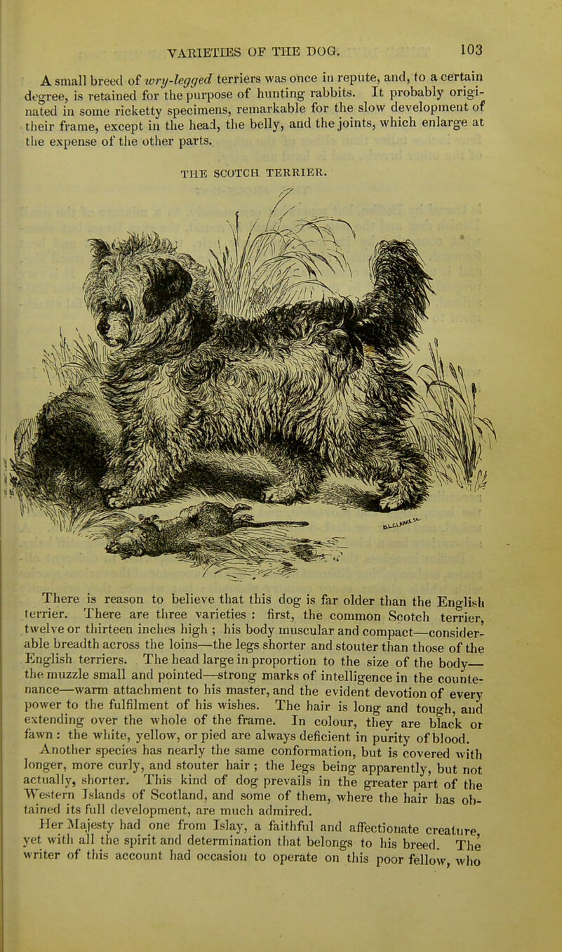 A small breed of wry-legged terriers was once in repute, and, to a certain degree, is retained for the purpose of hunting rabbits. It probably origi- nated in some ricketty specimens, remarkable for the slow development of their frame, except in the head, the belly, and the joints, which enlarge at the expense of the other parts. THE SCOTCH TERRIER. There is reason to believe that this dog is far older than the English terrier. There are three varieties : first, the common Scotch terrier twelve or thirteen inches high ; his body muscular and compact consider- able breadth across the loins—the legs shorter and stouter than those of the English terriers. The head large in proportion to the size of the body the muzzle small and pointed—strong marks of intelligence in the counte- nance—warm attachment to his master, and the evident devotion of every power to the fulfilment of his wishes. The hair is long and tough, and extending over the whole of the frame. In colour, they are black or fawn : the white, yellow, or pied are always deficient in purity of blood. Another species has nearly the same conformation, but is covered with longer, more curly, and stouter hair ; the legs being apparently, but not actually, shorter. This kind of dog prevails in the greater part of the Western Islands of Scotland, and some of them, where the hair has ob- tained its full development, are much admired. Her Majesty had one from Islay, a faithful and affectionate creature yet with all the spirit and determination that belongs to his breed. The writer of this account had occasion to operate on this poor fellow, who