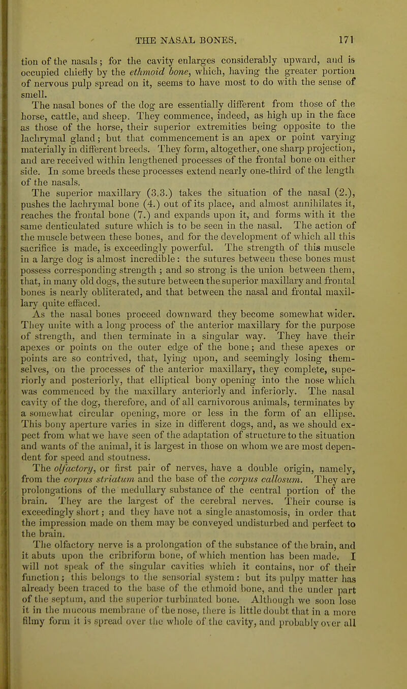 tion of the nasals; for the cavity enlarges considerably upward, and is occupied chiefly by the ethmoid bone, which, having the greater portion of nervous pulp spread on it, seems to have most to do with the sense of smell. The nasal bones of the dog are essentially different from those of the horse, cattle, and sheep. They commence, indeed, as high up in the face as those of the horse, their superior extremities being opposite to the lachrymal gland; but that commencement is an apex or point varying materially in different breeds. They form, altogether, one sharp projection, and are received within lengthened processes of the frontal bone on either side. In some breeds these processes extend nearly one-third of the length of the nasals. The superior maxillary (3.3.) takes the situation of the nasal (2.), pushes the lachrymal bone (4.) out of its place, and almost annihilates it, reaches the frontal bone (7.) and expands upon it, and forms with it the same denticulated suture which is to be seen in the nasal. The action of the muscle between these bones, and for the development of which all this sacrifice is made, is exceedingly powerful. The strength of this muscle in a large dog is almost incredible : the sutures between these bones must possess corresponding strength ; and so strong is the union between them, that, in many old dogs, the suture between the superior maxillary and frontal bones is nearly obliterated, and that between the nasal and frontal maxil- lary quite effaced. As the nasal bones proceed downward they become somewhat wider. Tliey unite with a long process of the anterior maxillary for the purpose of strength, and then terminate in a singular way. They have their apexes or points on the outer edge of the bone; and these apexes or points are so contrived, that, lying upon, and seemingly losing them- selves, on the processes of the anterior maxillary, they complete, supe- riorly and posteriorly, that elliptical bony opening into the nose which was commenced by the maxillary anteriorly and inferiorly. The nasal cavity of the dog, therefore, and of all carnivorous animals, terminates by a somewhat circular opening, more or less in the form of an ellipse. This bony aperture varies in size in different dogs, and, as we should ex- pect from what we have seen of the adaptation of structure to the situation and wants of the animal, it is largest in those on whom we are most depen- dent for speed and stoutness. The olfactory, or first pair of nerves, have a double origin, namely, from the corpus striatum and the base of the corpus callosum. They are prolongations of the medullary substance of the central portion of the brain. They are the largest of the cerebral nerves. Their course is exceedingly short; and they have not a single anastomosis, in order that the impression made on them may be conveyed undisturbed and perfect to the brain. The olfactory nerve is a prolongation of the substance of the brain, and it abuts upon the cribriform bone, of which mention has been made. I will not speak of the singular cavities which it contains, nor of their function; this belongs to the sensorial system: but its pulpy matter has already been traced to the base of the ethmoid bone, and the under part of the septum, and the superior turbinated bone. Although we soon lose it in the mucous membrane of the nose, there is little doubt that in a more filmy form it is spread over the whole of the cavity, and probably over all