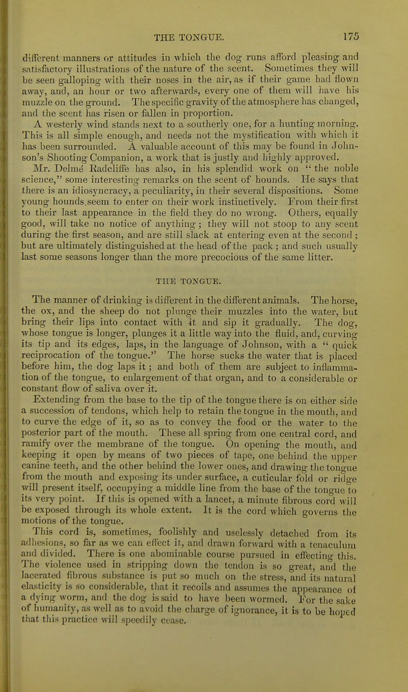 different manners or attitudes in which the clog runs afford pleasing and satisfactory illustrations of the nature of the scent. Sometimes they will be seen galloping with their noses in the air, as if their game had flown away, and, an hour or two afterwards, every one of them will have his muzzle on the ground. The specific gravity of the atmosphere has changed, and the scent has risen or fallen in proportion. A westerly wind stands next to a southerly one, for a hunting morning. This is all simple enough, and needs not the mystification with which it has been surrounded. A valuable account of this may be found in John- son's Shooting Companion, a work that is justly and highly approved. Mr. Delme Radcliffe has also, in his splendid work on the noble science, some interesting remarks on the scent of hounds. He says that there is an idiosyncracy, a peculiarity, in their several dispositions. Some young hounds.seem to enter on their work instinctively. From their first to their last appearance in the field they do no wrong. Others, equally good, will take no notice of anything ; they will not stoop to any scent during the first season, and are still slack at entering even at the second ; but are ultimately distinguished at the head of the pack ; and such usually last some seasons longer than the more precocious of the same litter. THE TONGUE. The manner of drinking is different in the different animals. The horse, the ox, and the sheep do not plunge their muzzles into the water, but bring their lips into contact -with it and sip it gradually. The dog, whose tongue is longer, plunges it a little way into the fluid, and, curving its tip and its edges, laps, in the language of Johnson, with a quick reciprocation of the tongue. The horse sucks the water that is placed before him, the dog laps it; and both of them are subject to inflamma- tion of the tongue, to enlargement of that organ, and to a considerable or constant flow of saliva over it. Extending from the base to the tip of the tongue there is on either side a succession of tendons, which help to retain the tongue in the mouth, and to curve the edge of it, so as to convey the food or the water to the posterior part of the mouth. These all spring from one central cord, and ramify over the membrane of the tongue. On opening the mouth, and keeping it open by means of two pieces of tape, one behind the upper canine teeth, and the other behind the lower ones, and drawing the ton<nie from the mouth and exposing its under surface, a cuticular fold or rido-e will present itself, occupying a middle line from the base of the tongue to its very point. If this is opened with a lancet, a minute fibrous cord will be exposed through its whole extent. It is the cord which governs the motions of the tongue. This cord is, sometimes, foolishly and uselessly detached from its adhesions, so far as we can effect it, and drawn forward with a tenaculum and divided. There is one abominable course pursued in effecting this. The violence used in stripping down the tendon is so great, and the lacerated fibrous substance is put so much on the stress, and its natural elasticity is so considerable, that it recoils and assumes the appearance of a dying worm, and the dog is said to have been wormed. For the sake of humanity, as well as to avoid the charge of ignorance, it is to be honed that this practice wiil speedily cease.