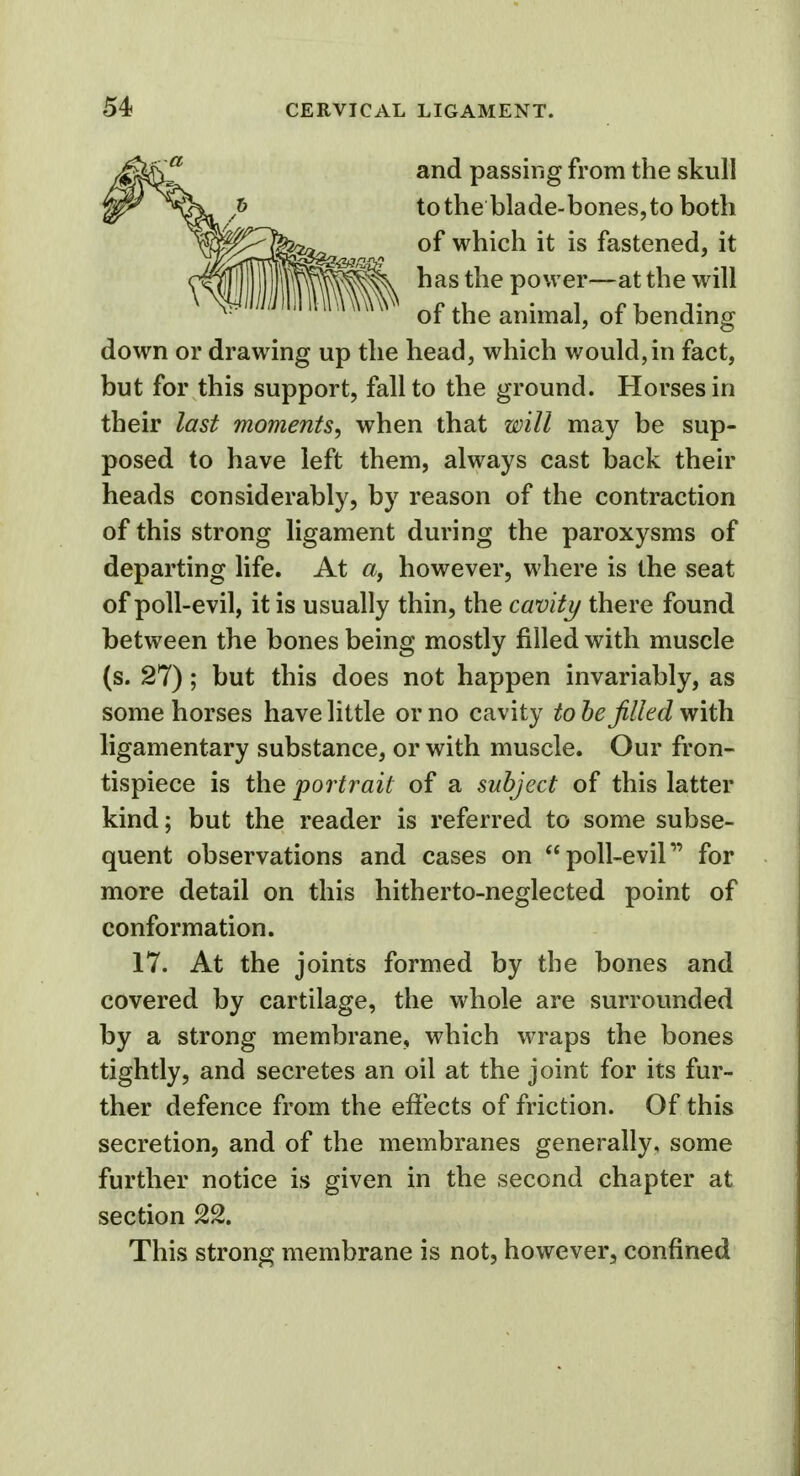 and passing from the skull to the blade-bones, to both of which it is fastened, it has the power—at the will of the animal, of bending down or drawing up the head, which would, in fact, but for this support, fall to the ground. Horses in their last moments, when that will may be sup- posed to have left them, always cast back their heads considerably, by reason of the contraction of this strong ligament during the paroxysms of departing life. At a, however, where is the seat of poll-evil, it is usually thin, the cavity there found between the bones being mostly filled with muscle (s. 27) ; but this does not happen invariably, as some horses have little or no cavity to be filled with ligamentary substance, or with muscle. Our fron- tispiece is the portrait of a subject of this latter kind; but the reader is referred to some subse- quent observations and cases on poll-evil1' for more detail on this hitherto-neglected point of conformation. 17. At the joints formed by the bones and covered by cartilage, the whole are surrounded by a strong membrane, which wraps the bones tightly, and secretes an oil at the joint for its fur- ther defence from the effects of friction. Of this secretion, and of the membranes generally, some further notice is given in the second chapter at section 22. This strong membrane is not, however, confined