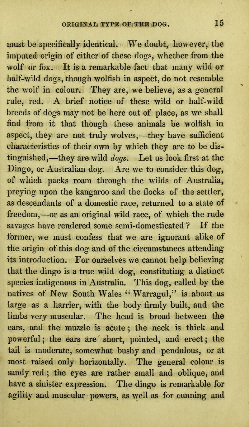 must be specifically identical. We doubt, however, the imputed origin of either of these dogs, whether from the wolf or fox. It is a remarkable fact that many wild or half-wild dogs, though wolfish in aspect, do not resemble the wolf in colour. They are, we believe, as a general rule, red. A brief notice of these wild or half-wild breeds of dogs may not be here out of place, as we shall find from it that though these animals be wolfish in aspect, they are not truly wolves,—they have sufficient characteristics of their own by which they are to be dis- tinguished,—they are wild dogs. Let us look first at the Dingo, or Australian dog. Are we to consider this dog, of which packs roam through the wilds of Australia, preying upon the kangaroo and the flocks of the settler, as descendants of a domestic race, returned to a state of freedom,—or as an original wild race, of which the rude savages have rendered some semi-domesticated ? If the former, we must confess that we are ignorant alike of the origin of this dog and of the circumstances attending its introduction. For ourselves we cannot help believing that the dingo is a true wild dog, constituting a distinct species indigenous in Australia. This dog, called by the natives of New South Wales  Warragul, is about as large as a harrier, with the body firmly built, and the limbs very muscular. The head is broad between the ears, and the muzzle is acute; the neck is thick and powerful; the ears are short, pointed, and erect; the tail is moderate, somewhat bushy and pendulous, or at most raised only horizontally. The general colour is sandy red; the eyes are rather small and oblique, and have a sinister expression. The dingo is remarkable for agility and muscular powers, as well as for cunning and