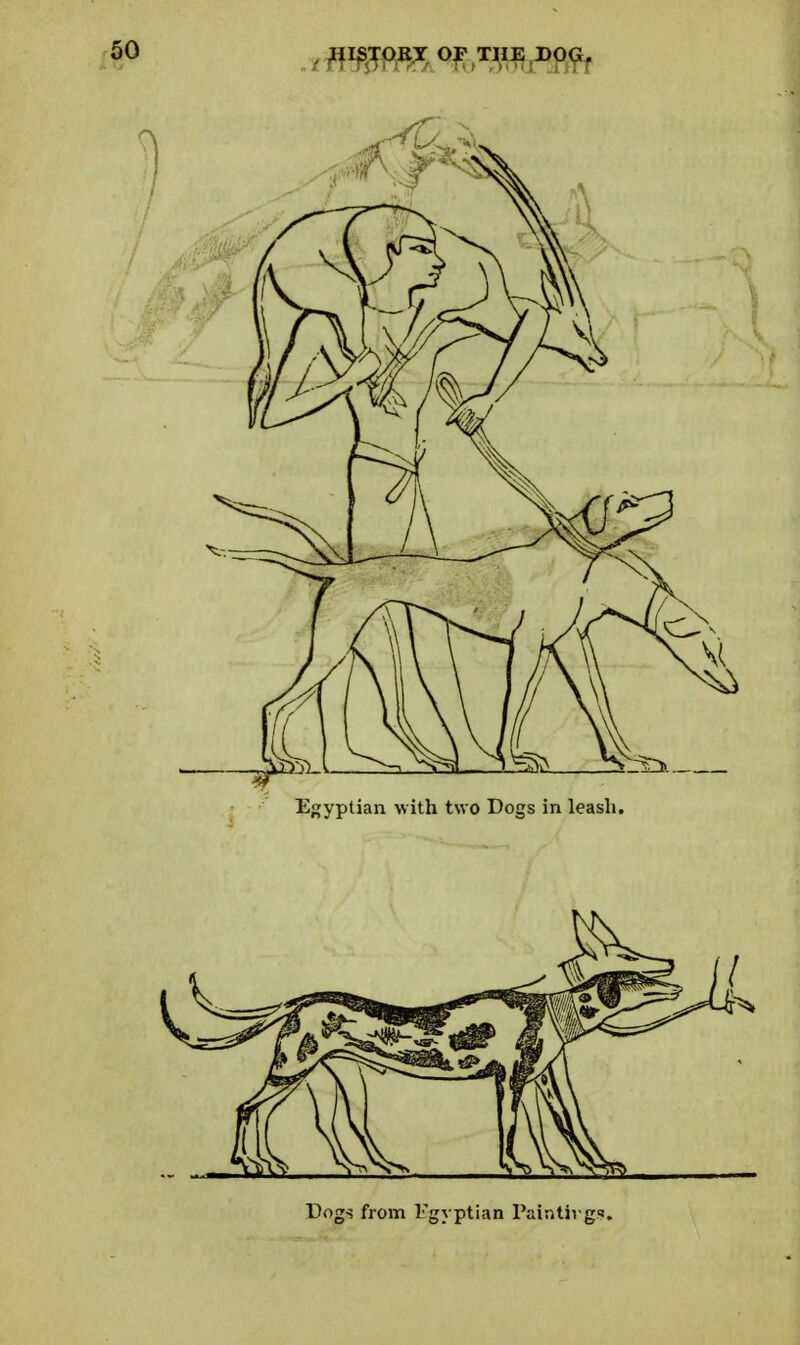 Egyptian with two Dogs in leash.