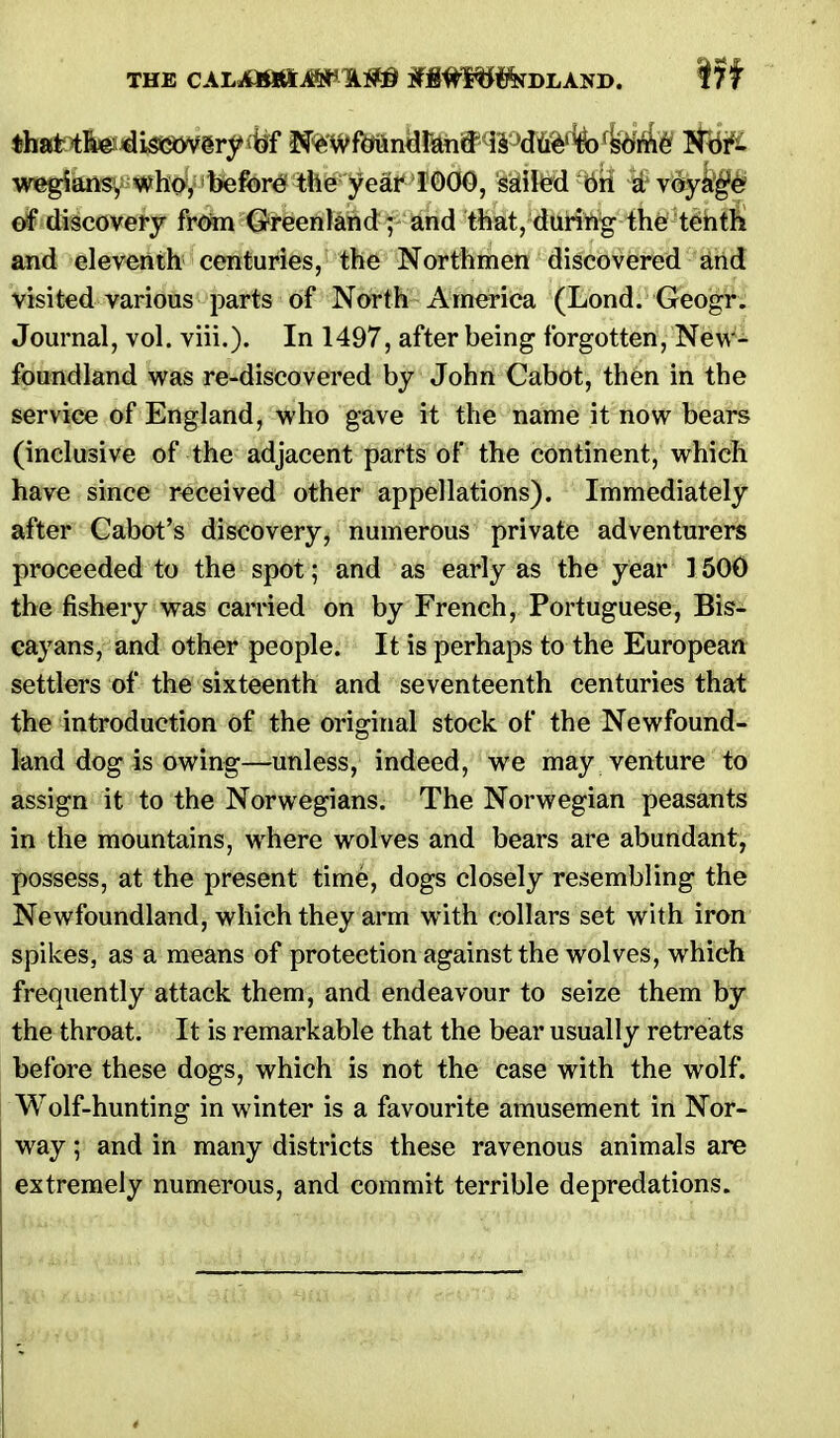 wegians, who, before the year 1000, sailed on a voyage of discovery from Greenland ; and that, during the tenth and eleventh centuries, the Northmen discovered and visited various parts of North America (Lond. Geogr. Journal, vol. viii.). In 1497, after being forgotten, New- foundland was re-discovered by John Cabot, then in the service of England, who gave it the name it now bears (inclusive of the adjacent parts of the continent, which have since received other appellations). Immediately after Cabot's discovery, numerous private adventurers proceeded to the spot; and as early as the year 1500 the fishery was carried on by French, Portuguese, Bis- cayans, and other people. It is perhaps to the European settlers of the sixteenth and seventeenth centuries that the introduction of the original stock of the Newfound- land dog is owing—unless, indeed, we may venture to assign it to the Norwegians. The Norwegian peasants in the mountains, where wolves and bears are abundant, possess, at the present time, dogs closely resembling the Newfoundland, which they arm with collars set with iron spikes, as a means of protection against the wolves, which frequently attack them, and endeavour to seize them by the throat. It is remarkable that the bear usually retreats before these dogs, which is not the case with the wolf. Wolf-hunting in winter is a favourite amusement in Nor- way ; and in many districts these ravenous animals are extremely numerous, and commit terrible depredations.