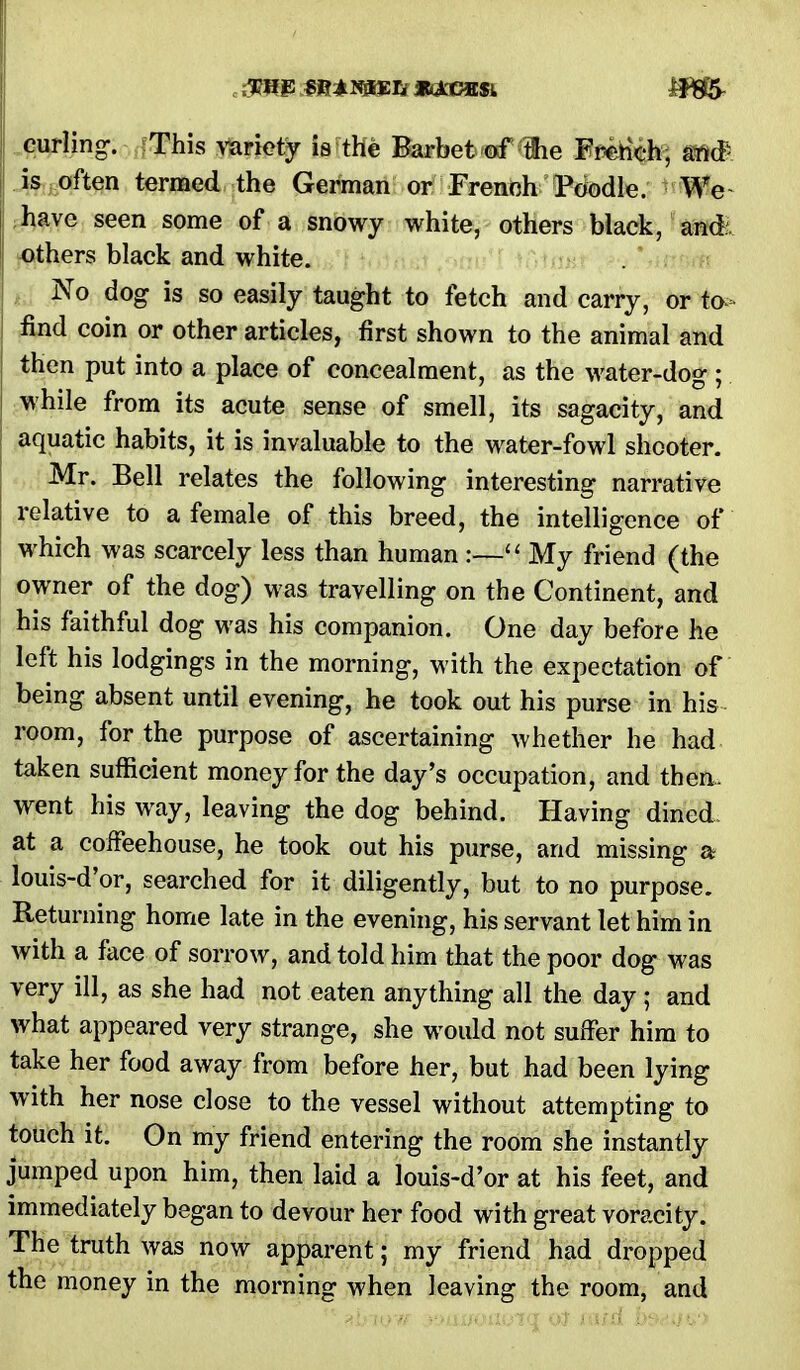 curling. This variety is the Barbet of fie Fr«tich; sM< is often termed the German or French Poodle. We have seen some of a snowy white, others black, and; others black and white. No dog is so easily taught to fetch and carry, or to find coin or other articles, first shown to the animal and then put into a place of concealment, as the water-dog; while from its acute sense of smell, its sagacity, and aquatic habits, it is invaluable to the water-fowl shooter. Mr. Bell relates the following interesting narrative relative to a female of this breed, the intelligence of which was scarcely less than human :— My friend (the owner of the dog) was travelling on the Continent, and his faithful dog was his companion. One day before he left his lodgings in the morning, with the expectation of being absent until evening, he took out his purse in his room, for the purpose of ascertaining whether he had taken sufficient money for the day's occupation, and then, went his way, leaving the dog behind. Having dined at a coffeehouse, he took out his purse, and missing a louis-d'or, searched for it diligently, but to no purpose. Returning home late in the evening, his servant let him in with a face of sorrow, and told him that the poor dog was very ill, as she had not eaten anything all the day; and what appeared very strange, she would not suffer him to take her food away from before her, but had been lying with her nose close to the vessel without attempting to touch it. On my friend entering the room she instantly jumped upon him, then laid a louis-d'or at his feet, and immediately began to devour her food with great voracity. The truth was now apparent; my friend had dropped the money in the morning when leaving the room, and