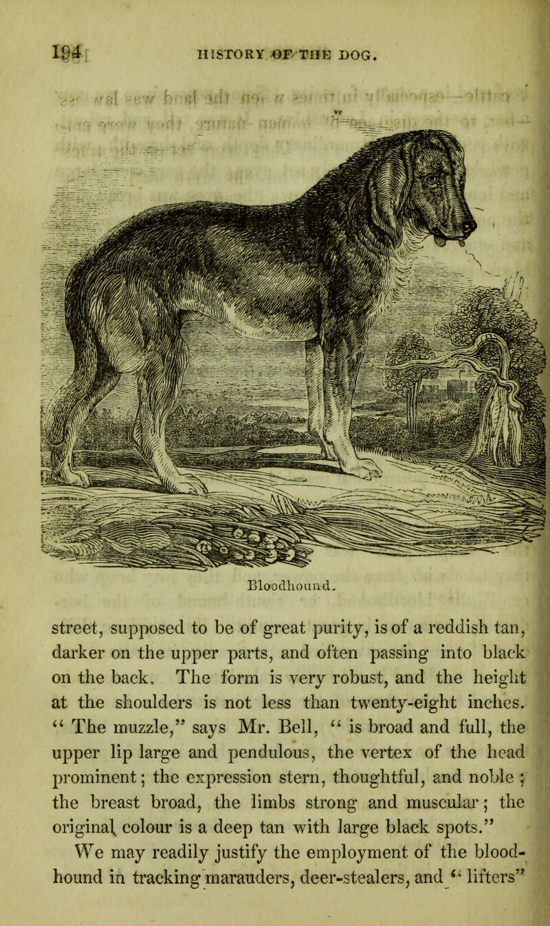 '•<?(>' tffil J»rw h Bloodhound- Street, supposed to be of great purity, is of a reddish tan, darker on the upper parts, and often passing into black on the back. The form is very robust, and the height at the shoulders is not less than twenty-eight inches.  The muzzle, says Mr. Bell,  is broad and full, the upper lip large and pendulous, the vertex of the head prominent; the expression stern, thoughtful, and noble j the breast broad, the limbs strong and muscular; the original, colour is a deep tan with large black spots. We may readily justify the employment of the blood- hound in tracking marauders, deer-stealers, and  lifters