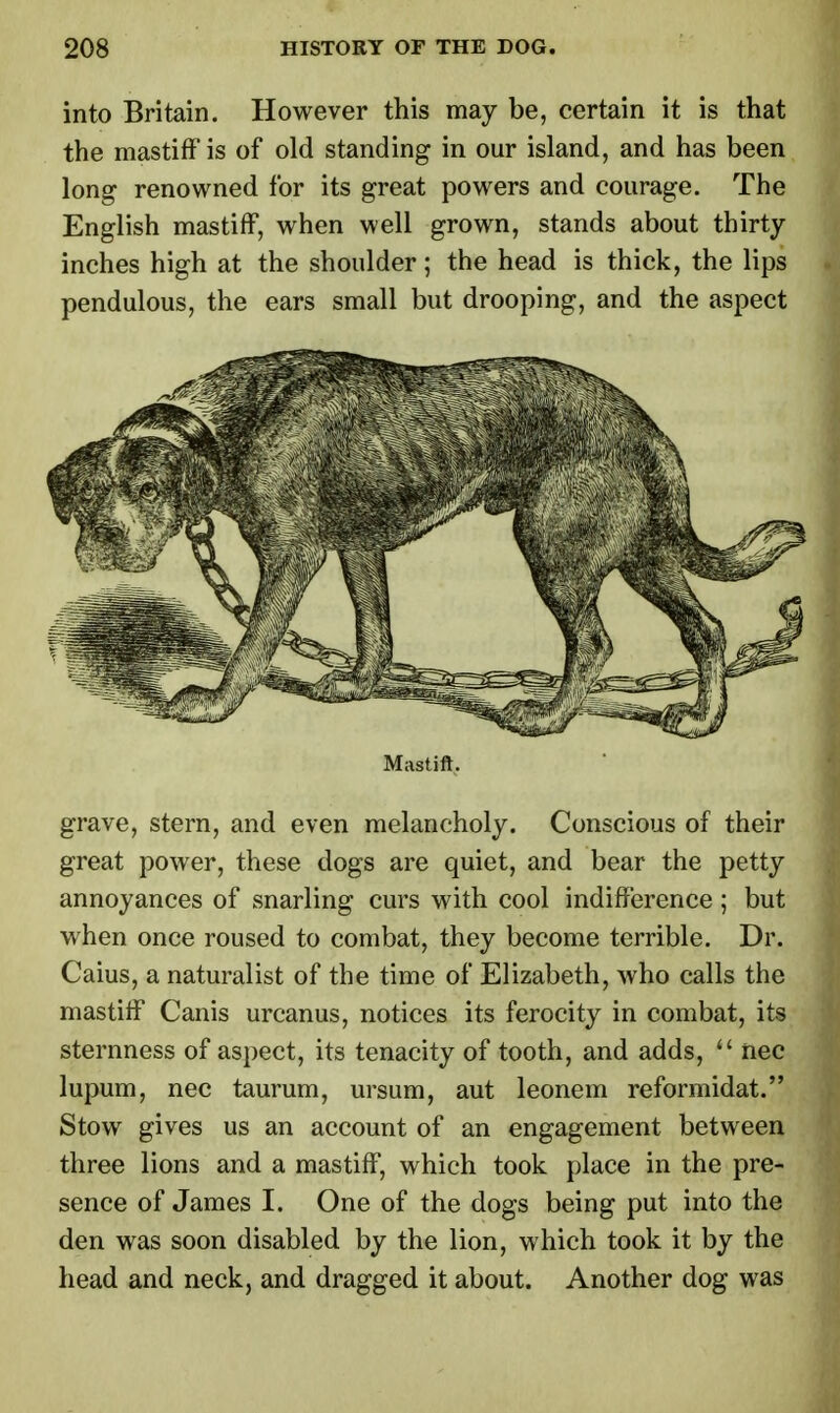 into Britain. However this may be, certain it is that the mastiff is of old standing in our island, and has been long renowned for its great powers and courage. The English mastiff, when well grown, stands about thirty inches high at the shoulder; the head is thick, the lips pendulous, the ears small but drooping, and the aspect Mastiff. grave, stern, and even melancholy. Conscious of their great power, these dogs are quiet, and bear the petty annoyances of snarling curs with cool indifference ; but when once roused to combat, they become terrible. Dr. Caius, a naturalist of the time of Elizabeth, who calls the mastiff Canis urcanus, notices its ferocity in combat, its sternness of aspect, its tenacity of tooth, and adds,  nec lupum, nec taurum, ursum, aut leonem reformidat. Stow gives us an account of an engagement between three lions and a mastiff, which took place in the pre- sence of James I. One of the dogs being put into the den was soon disabled by the lion, which took it by the head and neck, and dragged it about. Another dog was