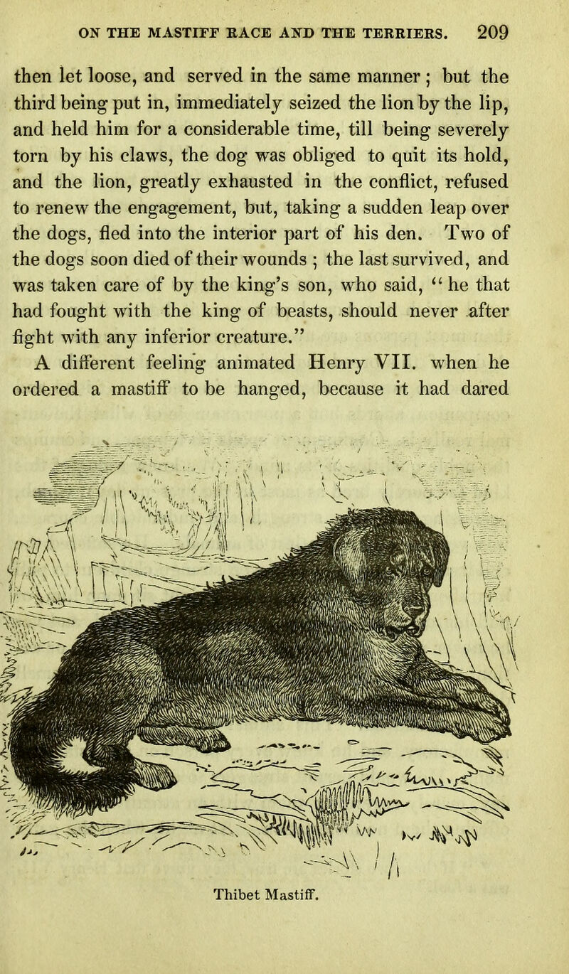 then let loose, and served in the same manner ; but the third being put in, immediately seized the lion by the lip, and held him for a considerable time, till being severely torn by his claws, the dog was obliged to quit its hold, and the lion, greatly exhausted in the conflict, refused to renew the engagement, but, taking a sudden leap over the dogs, fled into the interior part of his den. Two of the dogs soon died of their wounds ; the last survived, and was taken care of by the king's son, who said, H he that had fought with the king of beasts, should never after fight with any inferior creature. A different feeling animated Henry VII. when he ordered a mastiff to be hanged, because it had dared Thibet Mastiff.