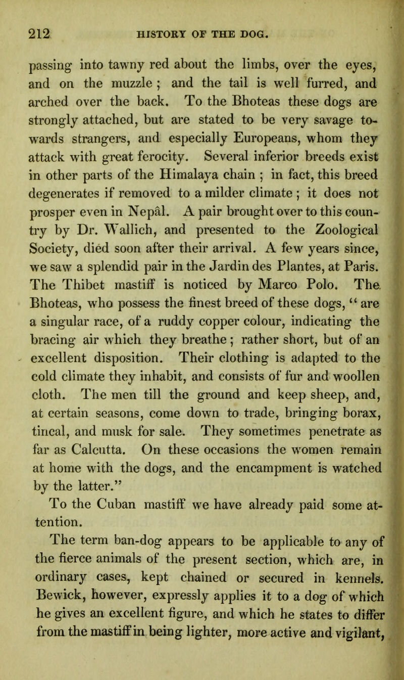 passing into tawny red about the limbs, over the eyes, and on the muzzle ; and the tail is well furred, and arched over the back. To the Bhoteas these dogs are strongly attached, but are stated to be very savage to- wards strangers, and especially Europeans, whom they attack with great ferocity. Several inferior breeds exist in other parts of the Himalaya chain ; in fact, this breed degenerates if removed to a milder climate ; it does not prosper even in Nepal. A pair brought over to this coun- try by Dr. Wallich, and presented to the Zoological Society, died soon after their arrival. A few years since, we saw a splendid pair in the Jardin des Plantes, at Paris. The Thibet mastiff is noticed by Marco Polo. The. Bhoteas, who possess the finest breed of these dogs,  are a singular race, of a ruddy copper colour, indicating the bracing air which they breathe ; rather short, but of an excellent disposition. Their clothing is adapted to the cold climate they inhabit, and consists of fur and woollen cloth. The men till the ground and keep sheep, and, at certain seasons, come down to trade, bringing borax, tincal, and musk for sale. They sometimes penetrate as far as Calcutta. On these occasions the women remain at home with the dogs, and the encampment is watched by the latter. To the Cuban mastiff we have already paid some at- tention. The term ban-dog appears to be applicable to any of the fierce animals of the present section, which are, in ordinary cases, kept chained or secured in kennels. Bewick, however, expressly applies it to a dog of which he gives an excellent figure, and which he states to differ from the mastiff in being lighter, more active and vigilant,