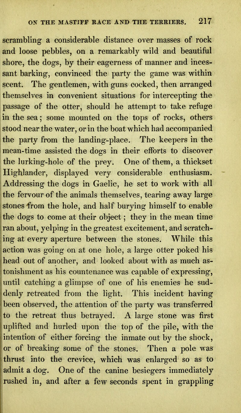 scrambling a considerable distance over masses of rock and loose pebbles, on a remarkably wild and beautiful shore, the dogs, by their eagerness of manner and inces- sant barking, convinced the party the game was within scent. The gentlemen, with guns cocked, then arranged themselves in convenient situations for intercepting the passage of the otter, should he attempt to take refuge in the sea; some mounted on the tops of rocks, others stood near the water, or in the boat which had accompanied the party from the landing-place. The keepers in the mean-time assisted the dogs in their efforts to discover the lurking-hole of the prey. One of them, a thickset Highlander, displayed very considerable enthusiasm. Addressing the dogs in Gaelic, he set to work with all the fervour of the animals themselves, tearing away large stones from the hole, and half burying himself to enable ;the dogs to come at their object; they in the mean time ran about, yelping in the greatest excitement, and scratch- ling at every aperture between the stones. While this ; action was going on at one hole, a large otter poked his J head out of another, and looked about with as much as- i tonishment as his countenance was capable of expressing, j| until catching a glimpse of one of his enemies he sud- denly retreated from the light. This incident having ijbeen observed, the attention of the party was transferred to the retreat thus betrayed. A large stone was first I uplifted and hurled upon the top of the pile, with the Iintention of either forcing the inmate out by the shock, or of breaking some of the stones. Then a pole was (thrust into the crevice, which was enlarged so as to ii admit a dog. One of the canine besiegers immediately j rushed in, and after a few seconds spent in grappling