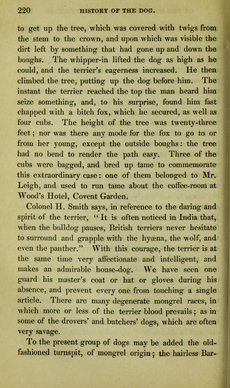 to get up the tree, which was covered with twigs from the stem to the crown, and upon which was visible the dirt left by something that had gone up and down the boughs. The whipper-in lifted the dog as high as he could, and the terrier's eagerness increased. He then climbed the tree, putting up the dog before him. The instant the terrier reached the top the man heard him seize something, and, to his surprise, found him fast chapped with a bitch fox, which he secured, as well as four cubs. The height of the tree was twenty-three feet; nor was there any mode for the fox to go to or from her young, except the outside boughs: the tree had no bend to render the path easy. Three of the cubs were bagged, and bred up tame to commemorate this extraordinary case: one of them belonged to Mr. Leigh, and used to run tame about the coffee-room at Wood's Hotel, Covent Garden. Colonel H. Smith says, in reference to the daring and spirit of the terrier, It is often noticed in India that, when the bulldog pauses, British terriers never hesitate to surround and grapple with the hyaena, the wolf, and even the panther. With this courage, the terrier is at the same time very affectionate and intelligent, and makes an admirable house-dog. We have seen one guard his master's coat or hat or gloves during his absence, and prevent every one from touching a single article. There are many degenerate mongrel races, in which more or less of the terrier blood prevails; as in some of the drovers' and butchers' dogs, which are often very savage. To the present group of dogs may be added the old- fashioned turnspit, of mongrel origin; the hairless Bar-