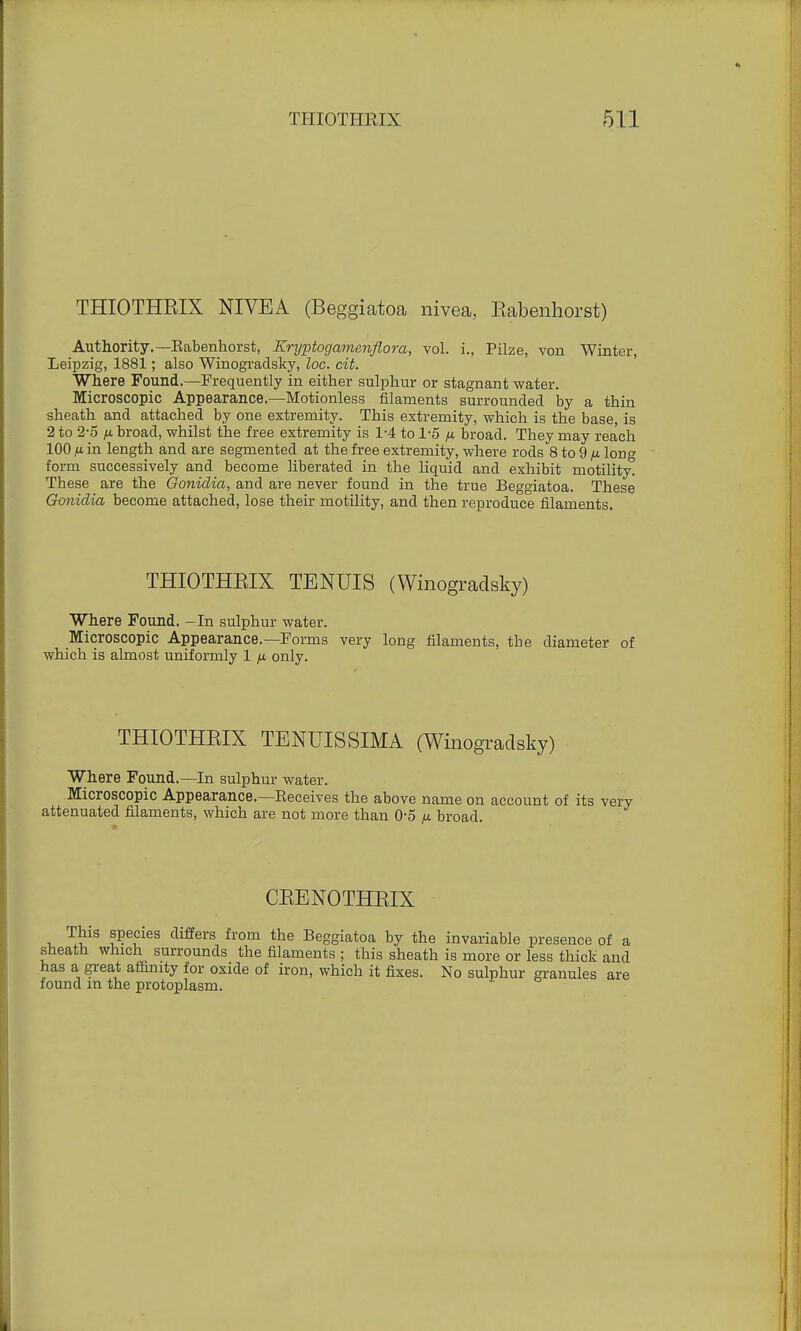 THIOTHRIX NIVEA (Beggiatoa nivea, Eabenhorst) Authority.—Eabenhorst, Kryptogamenflora, vol. i., Pilze, von Winter, Leipzig, 1881; also Winograclsky, loc. cit. Where Found.—Frequently in either sulphur or stagnant water. Microscopic Appearance.—Motionless filaments surrounded by a thin sheath and attached by one extremity. This extremity, which is the base, is 2 to 2-5 fi broad, whilst the free extremity is 1-4 to 1-5 fi broad. They may reach 100 fx in length and are segmented at the free extremity, where rods 8 to 9 n long form successively and become liberated in the liquid and exhibit motility. These are the Gonidia, and are never found in the true Beggiatoa. These Gonidia become attached, lose their motility, and then reproduce filaments. THIOTHRIX TENUIS (Winogradsky) Where Found. -In sulphur water. Microscopic Appearance.—Forms very long filaments, the diameter of which is almost uniformly 1 /j. only. THIOTHRIX TENUISSIMA (Winogradsky) Where Found.—In sulphur water. Microscopic Appearance.—Eeceives the above name on account of its attenuated filaments, which are not more than 0-5 ti broad. CRENOTHRIX the Beggiatoa by t _j filaments ; this shea^ has a great affinity for oxide of iron, which it fixes. No sulphur granules are found in the protoplasm. This species differs from the Beggiatoa by the invariable presence of a sheath which surrounds the filaments ; this sheath is more or less thick and