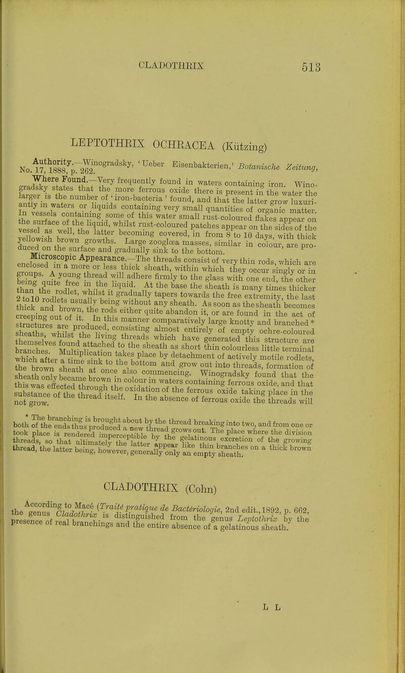 LEPTOTHEIX OCHEACEA (Kiitzing) No^S^S!1051^8^' 'Ueber Eisenbakteri^-' Botanische Zeitung, a,.,??61? f^J-TTf7 fre(luently found in waters containing iron. Wino- in w7+! r ^n-fcaotena ' found, and that the latter grow luxuri- antly m waters or liquids containing very small quantities of organic matter In vessels containing some of this water small rust-coloured flakes apSar on veLd aasCew°e l tnT H' appear on Se sid'efofX vessel as well, the latter becoming covered, in from 8 to 10 days with thick yellowish brown growths. Large zooglcaa masses, similar in coK P o duced on the surface and gradually sink to the bottom ' P encbseT^f m^PoeTnC+ei~? i ^ads.°°nsist °* very thin rods, which are enclosed in a more or less thick sheath, within which they occur sinelv or in fW^+S 1^-1the-hqUld- At the base the sheath is many times thicker than the rodlet, whilst it gradually tapers towards the free exti^miTy the las th£k anttown '11 T™* TY As S00Q as the Bheatt'become Seepins nut of ^' Tn?l ^ qUlte aband°n **' 0r are found ia the act of ruZe ar maD+nei' c°mparatlVely lar§e knotty aQd branched* sheathT whnJ\t V ' C°™lstm8 al™st entirely of empty ochre-coloured themsel^ haVG Senemted this structure are branchll St^t* i *  f ^ aB Sh°rt thin colourleSs little terminal CLADOTHKIX (Cohn) theAS?Dr;^7aC- V^&atiV de BacUriologie, 2nd edit.,1892, p. 662, presence of St 18 dlst;n8msned &™ the genus Leptothrix by the presence of ieal branchings and the entire absence of a gelatinous sheath. L L