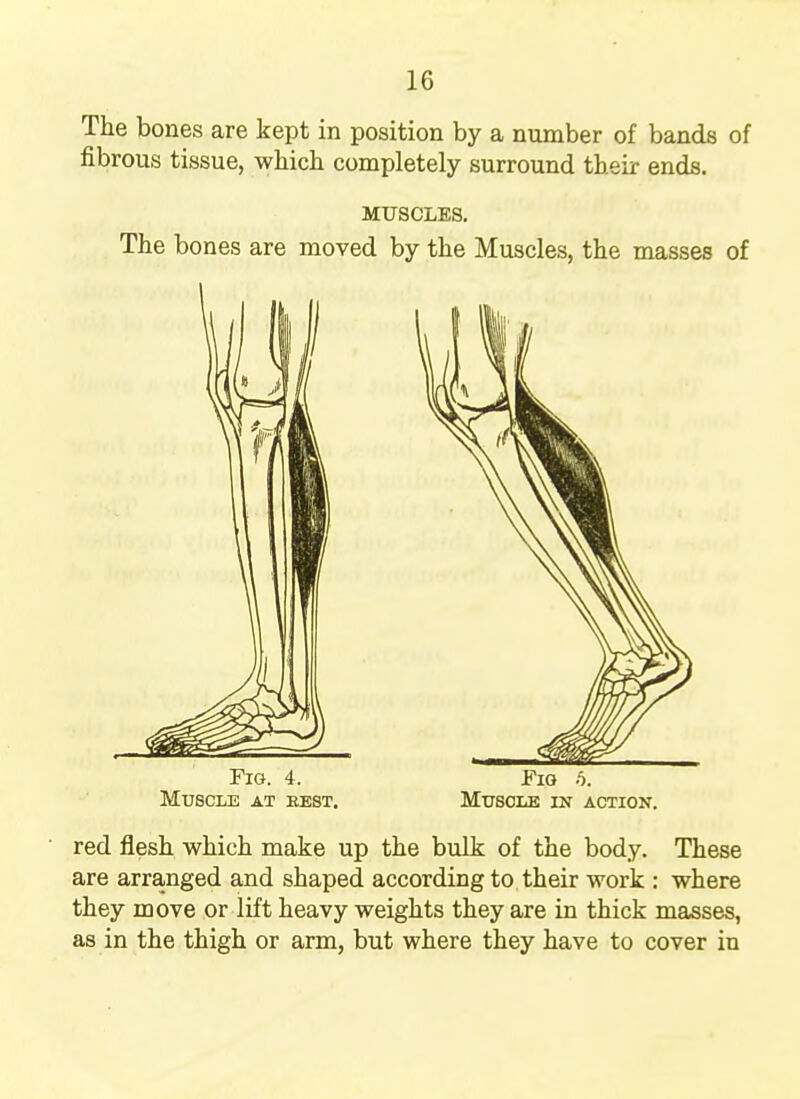 The bones are kept in position by a number of bands of fibrous tissue, which completely surround their ends. MUSCLES. The bones are moved by the Muscles, the masses of Fig. 4. Fig 6. Muscle at eest. Muscle in action. red flesh which make up the bulk of the body. These are arranged and shaped according to their work : where they move or lift heavy weights they are in thick masses, as in the thigh or arm, but where they have to cover in